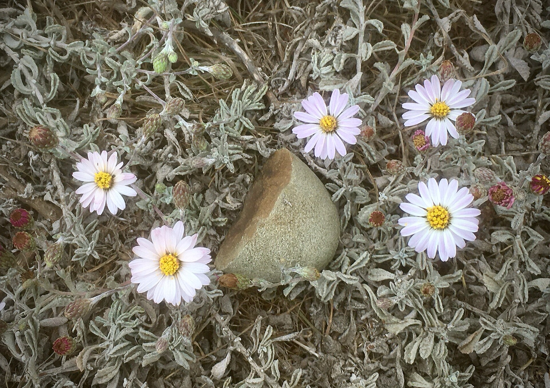 California Aster — photo 15