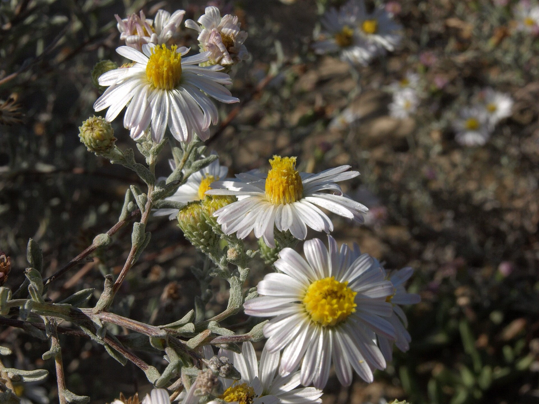 California Aster — photo 16