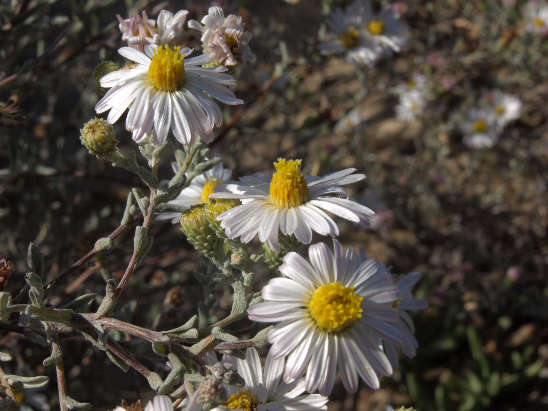 California Aster — photo 17
