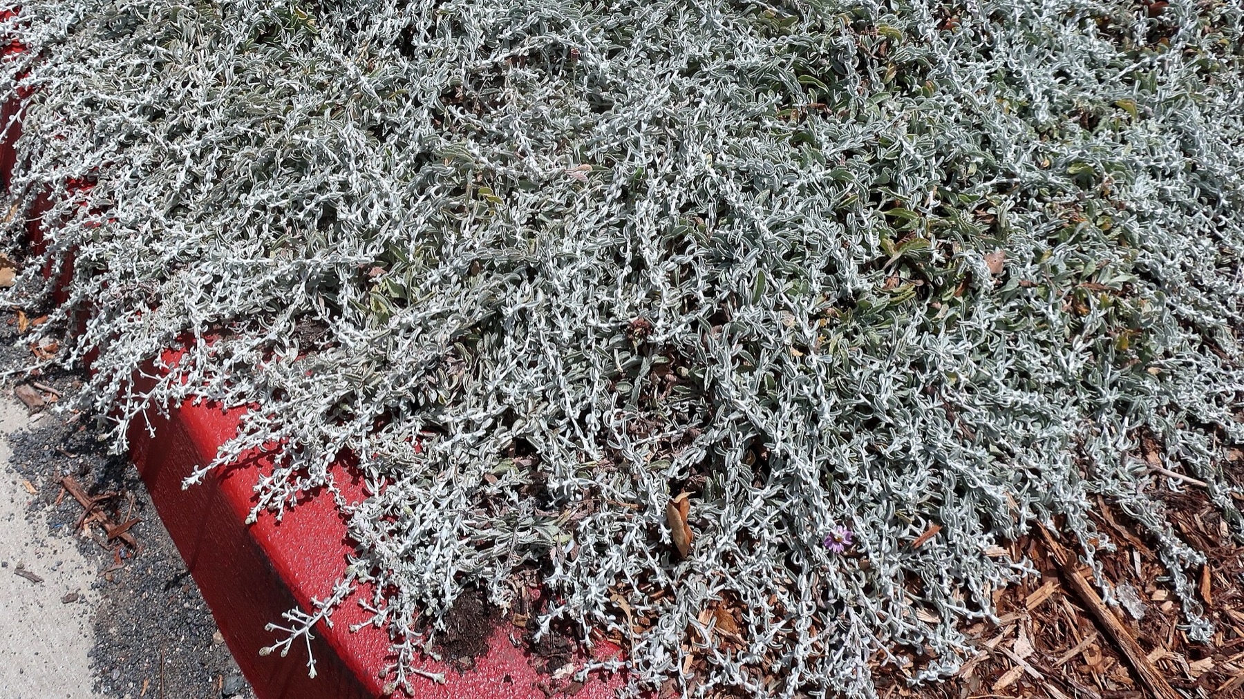 California Aster — photo 18