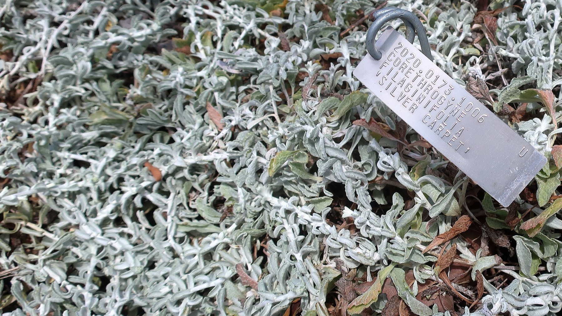 California Aster — photo 19