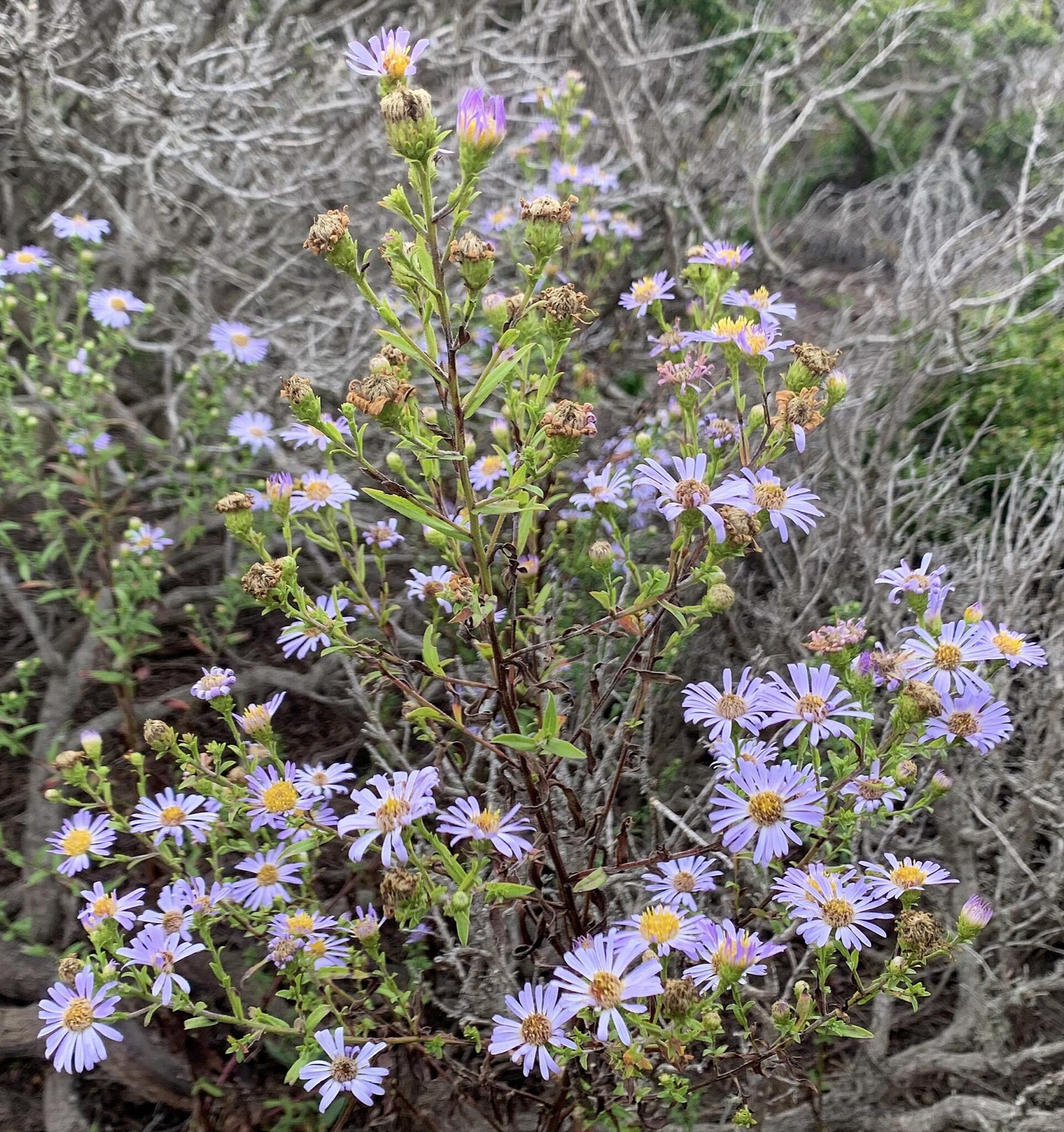 California Aster — photo 20