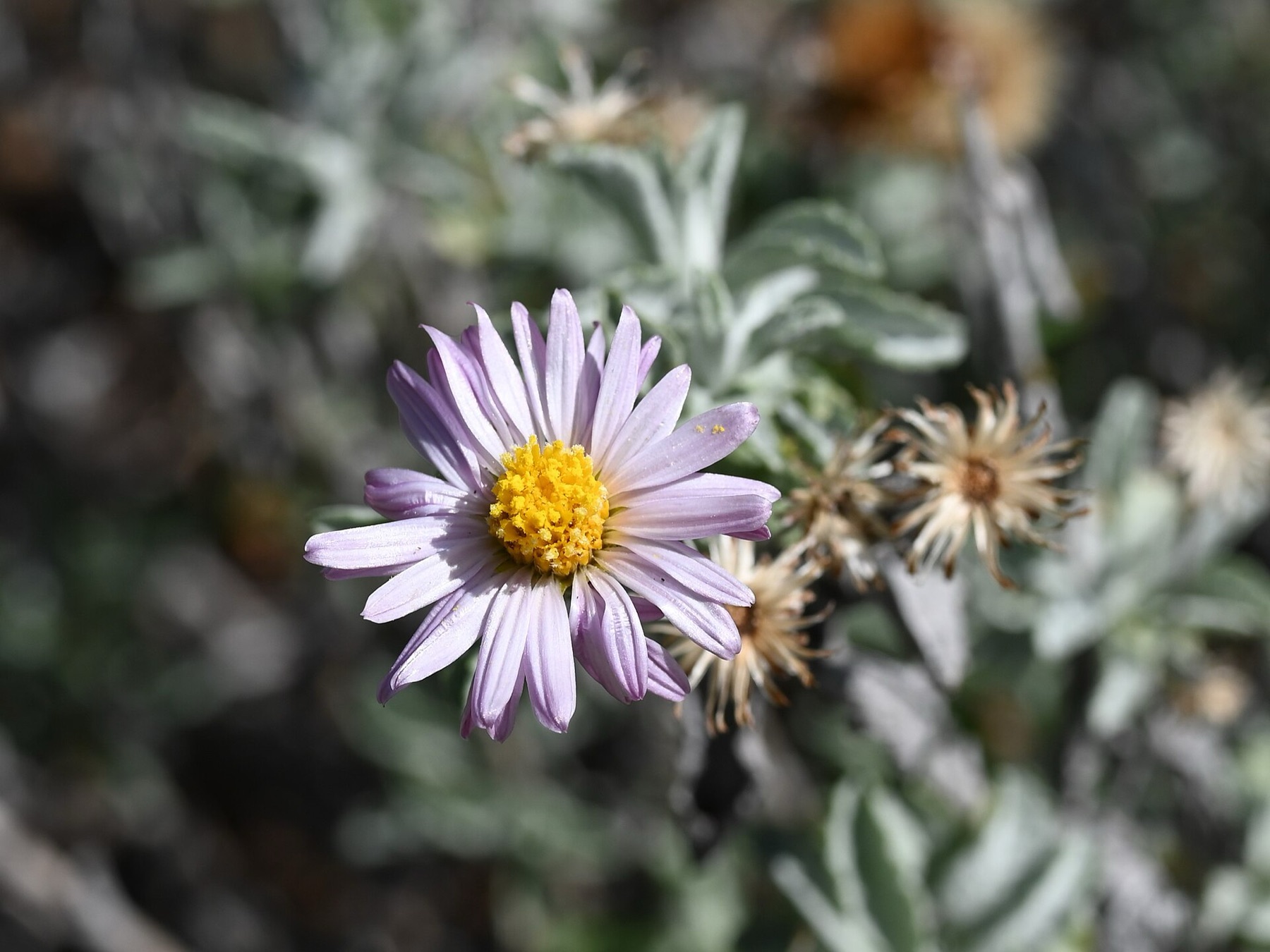 California Aster — photo 21