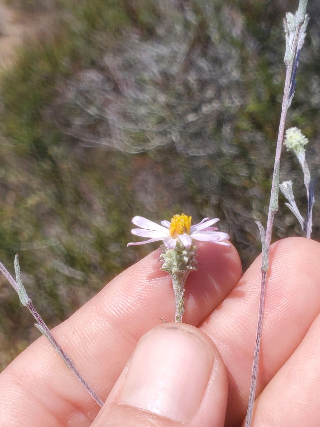 California Aster — photo 22
