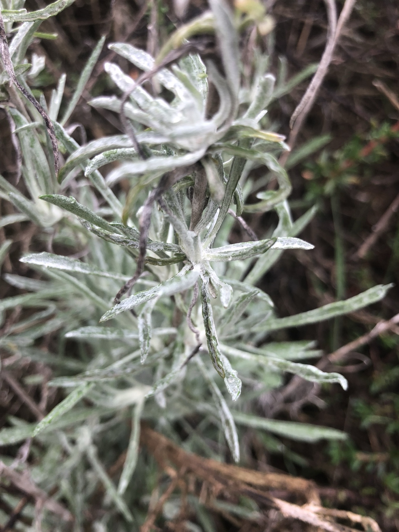 California Aster — photo 23