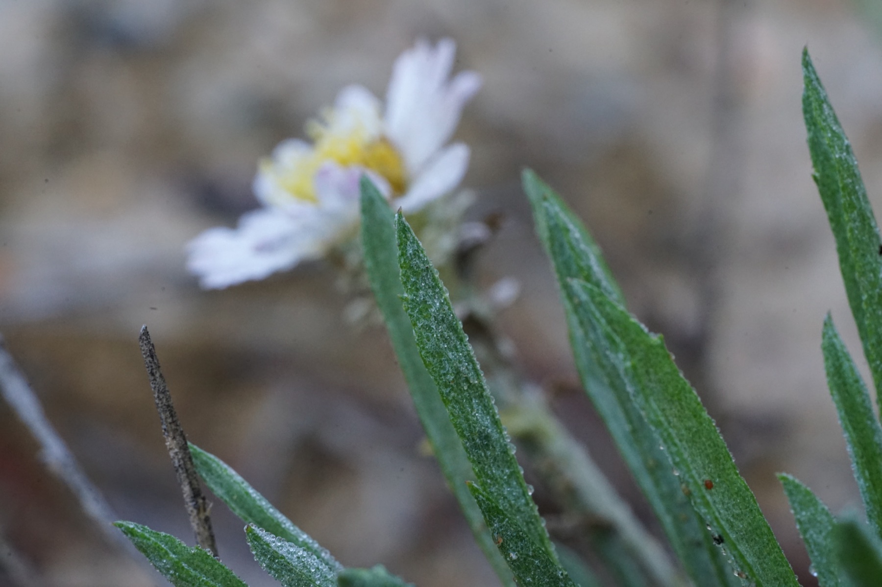 California Aster — photo 24