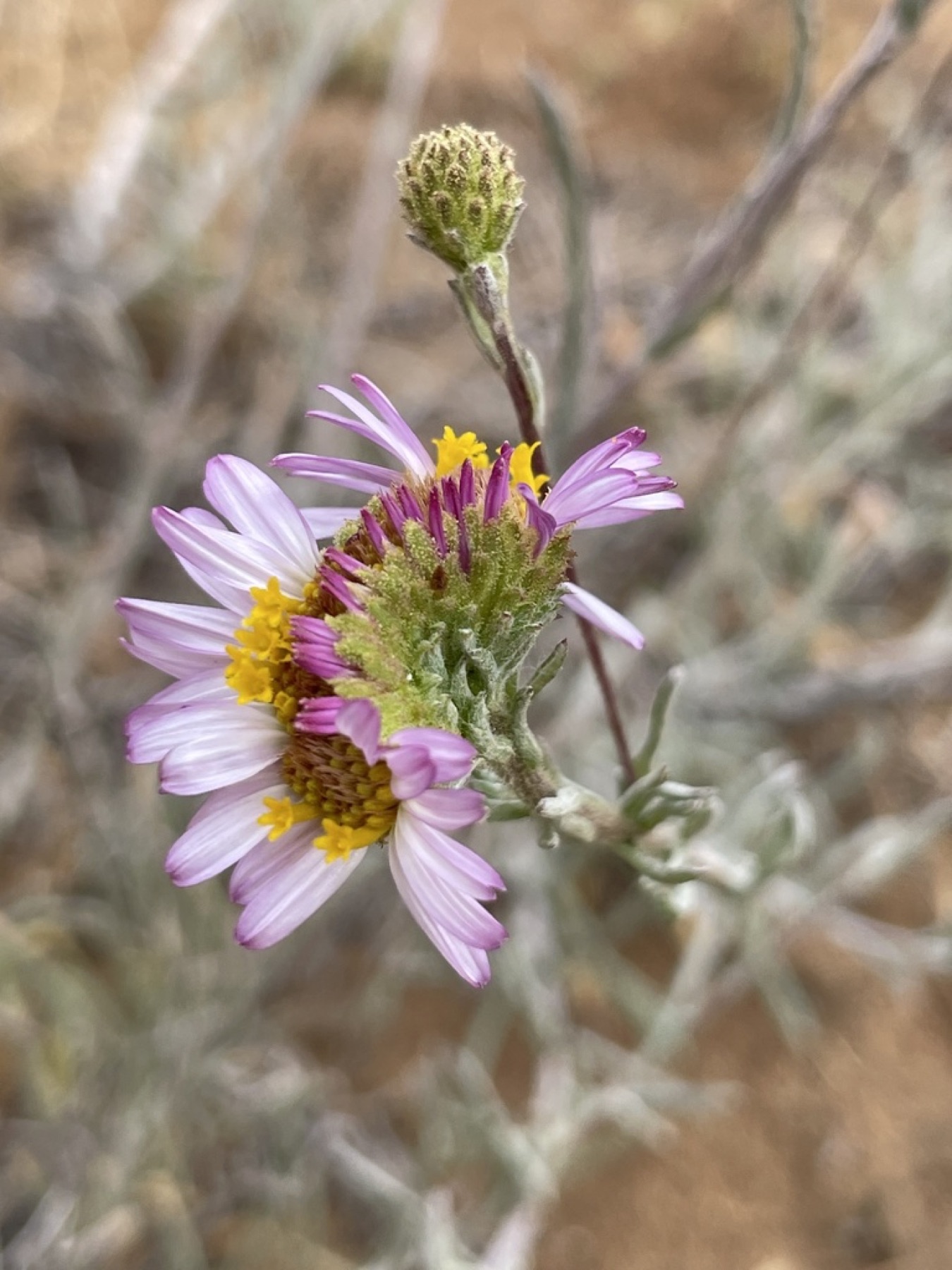 California Aster
