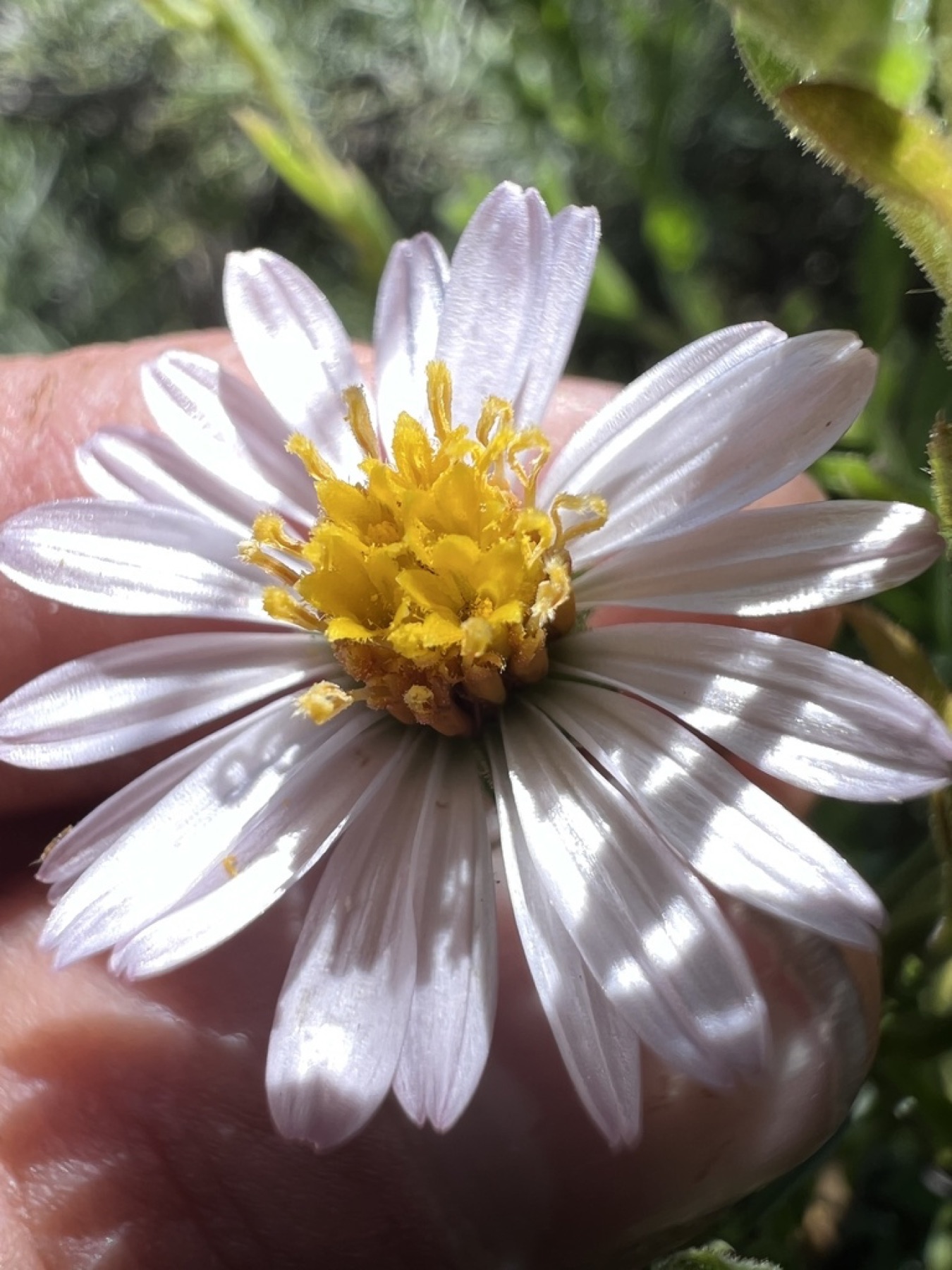 California Aster — photo 2