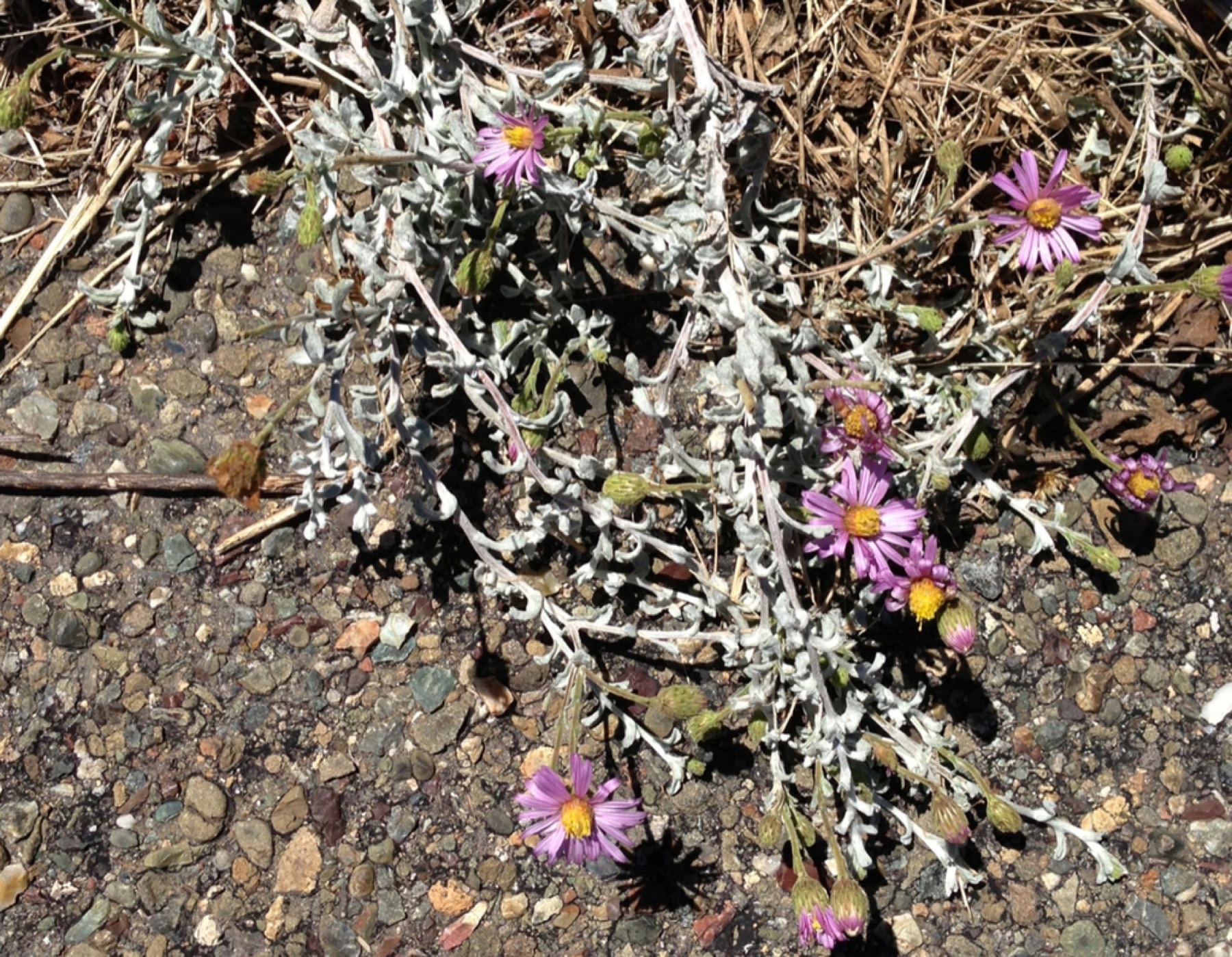 California Aster — photo 3