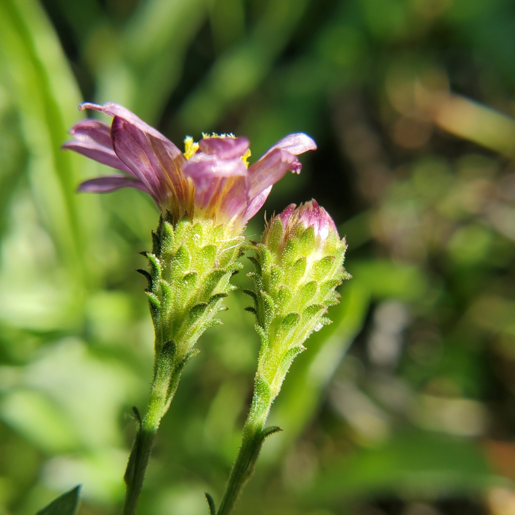 California Aster — photo 4