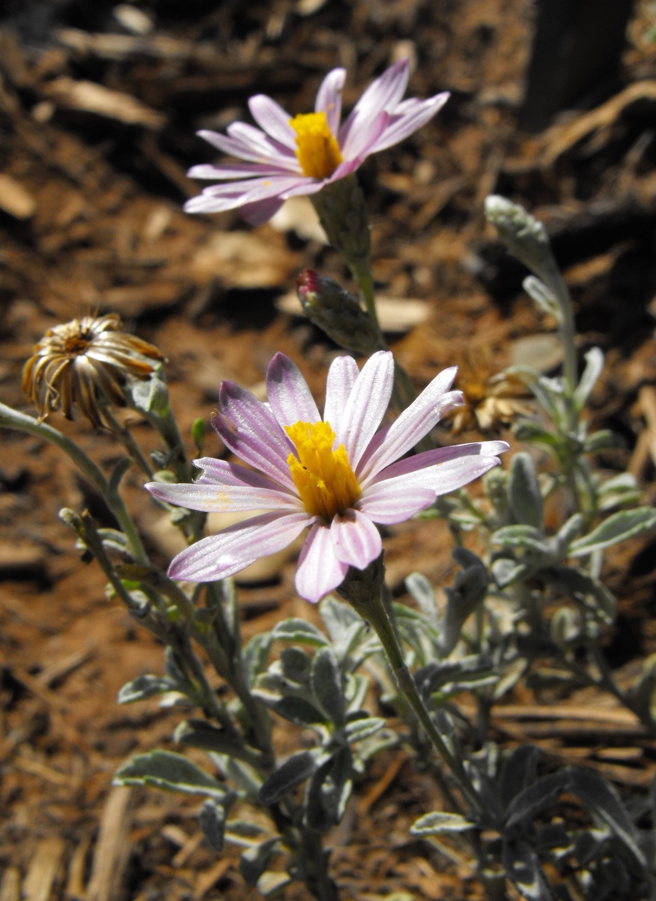 California Aster — photo 5