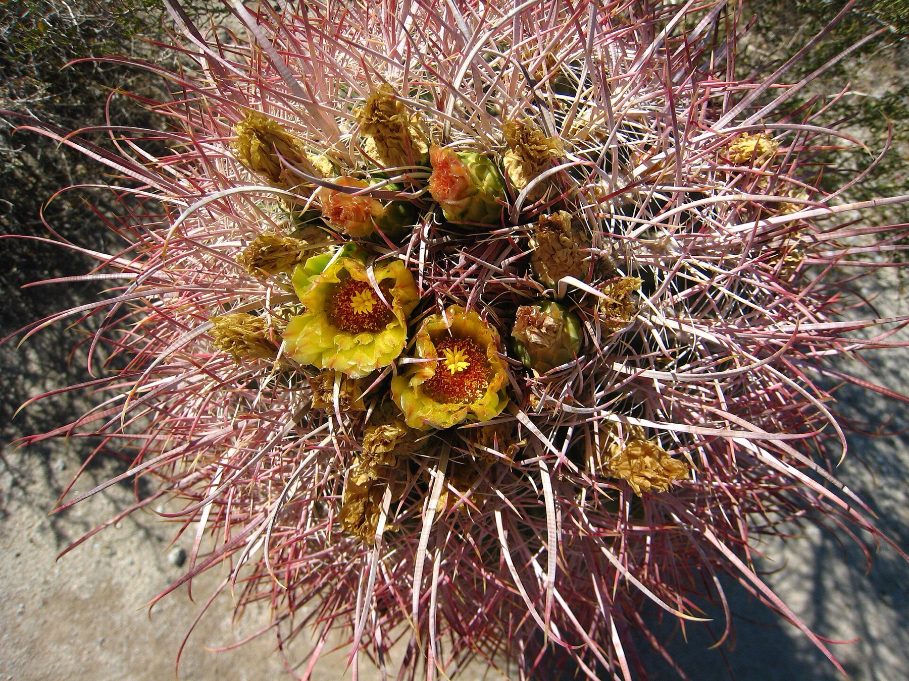 California Barrel Cactus — photo 7