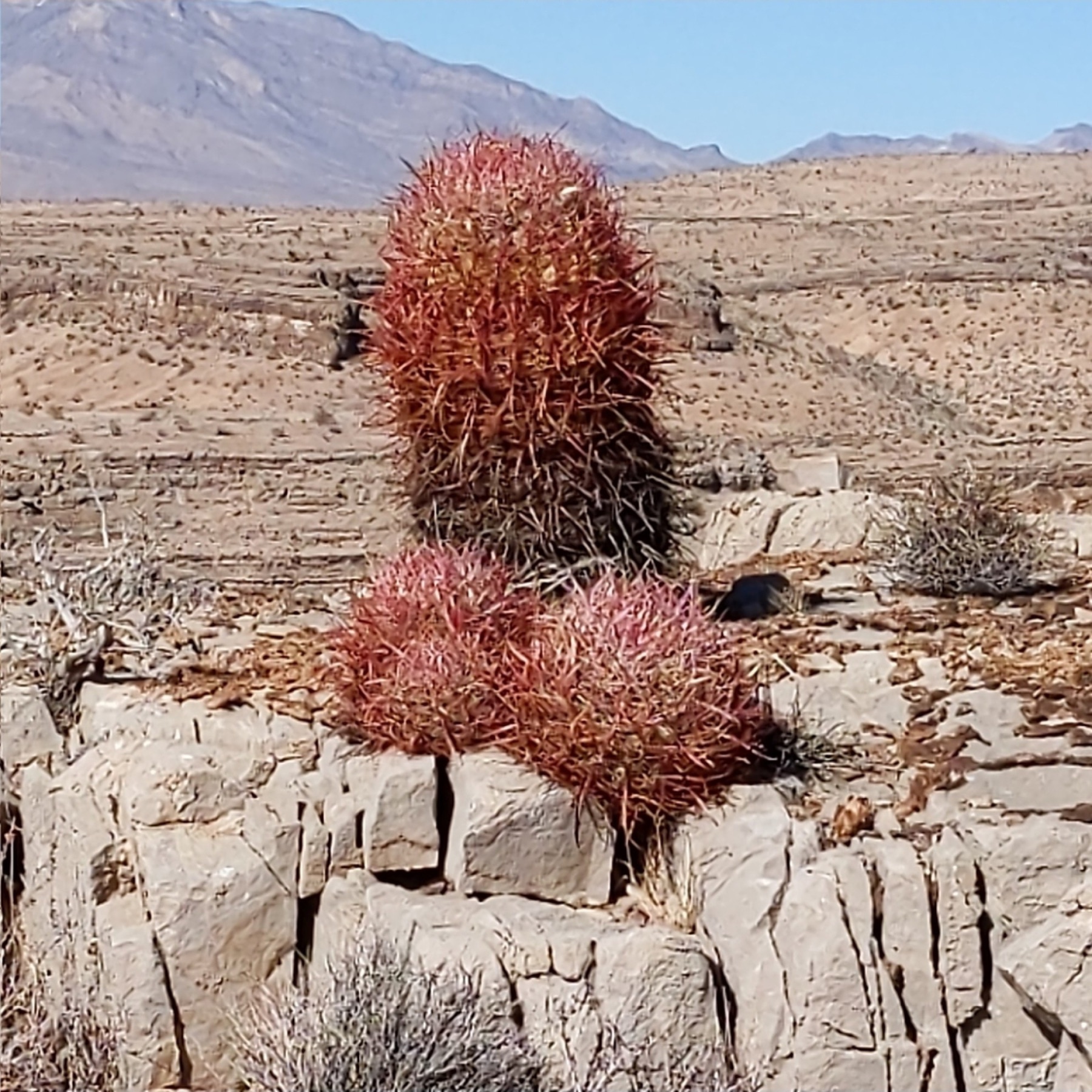 California Barrel Cactus — photo 9