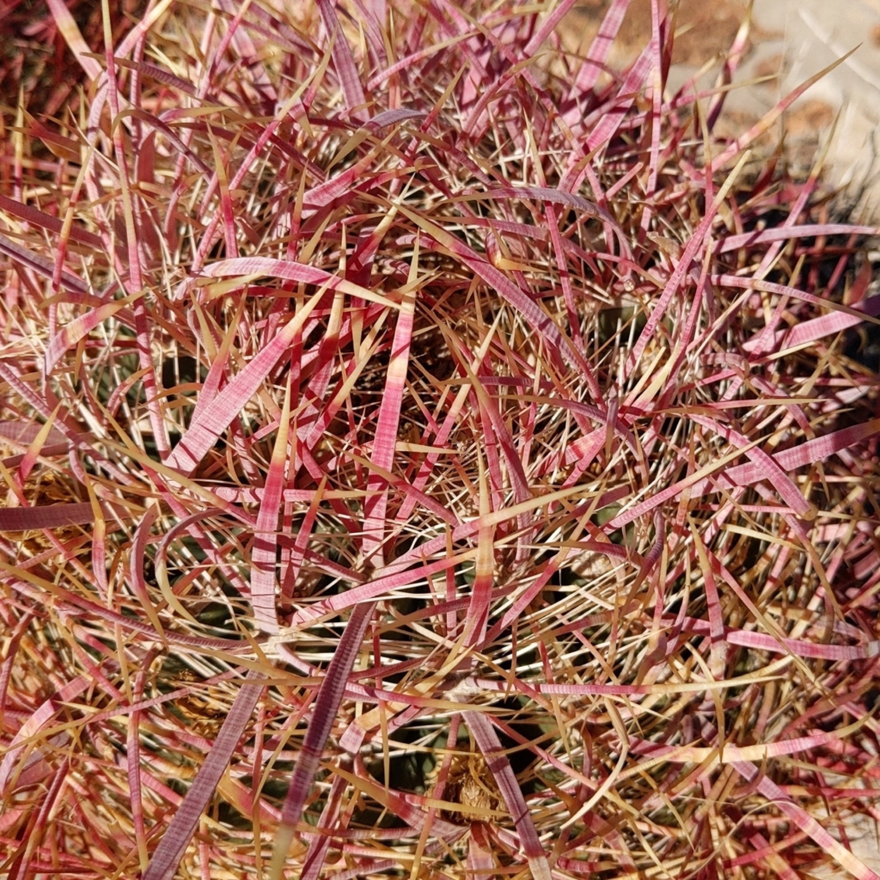 California Barrel Cactus — photo 10