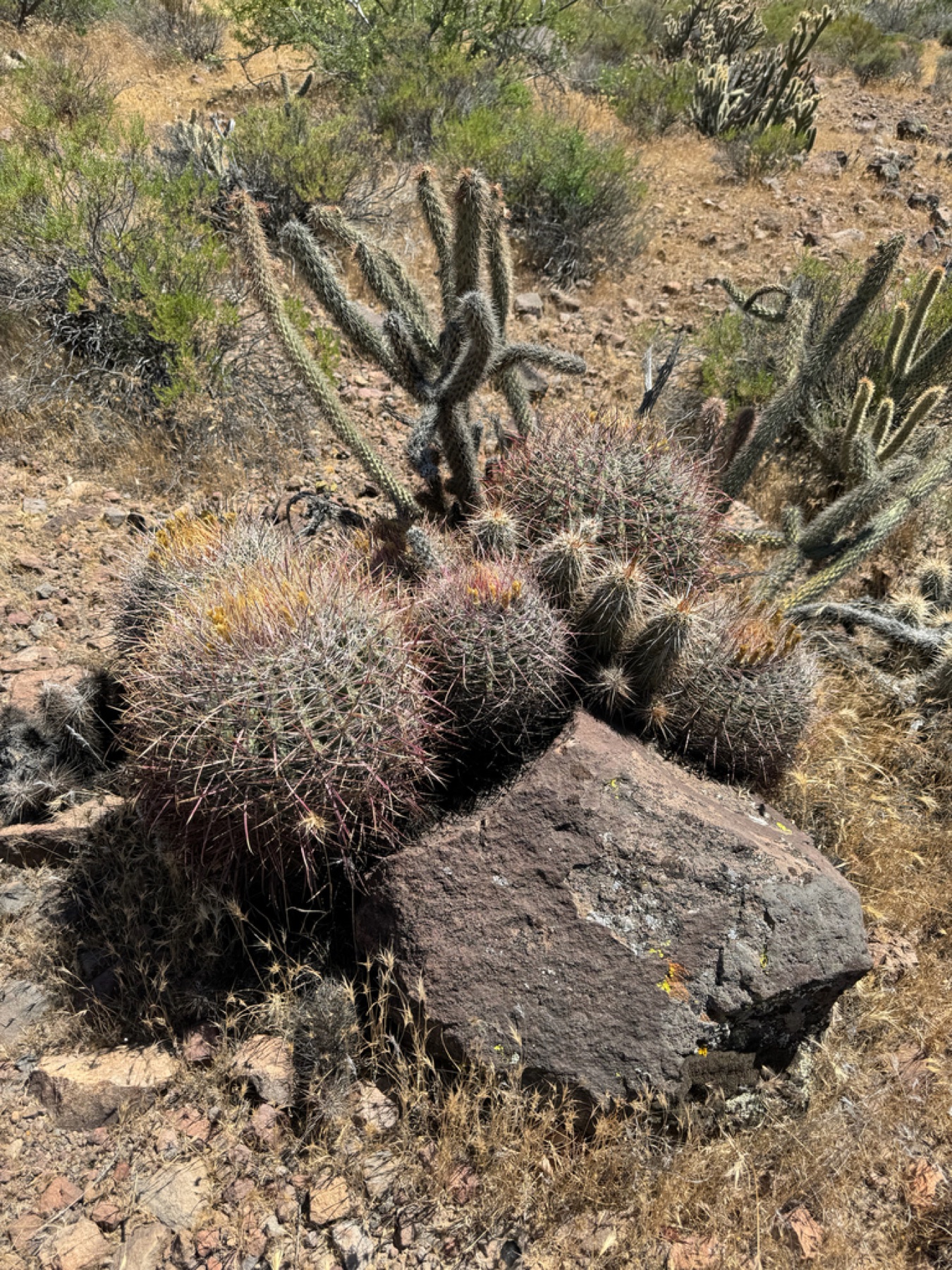 California Barrel Cactus — photo 11