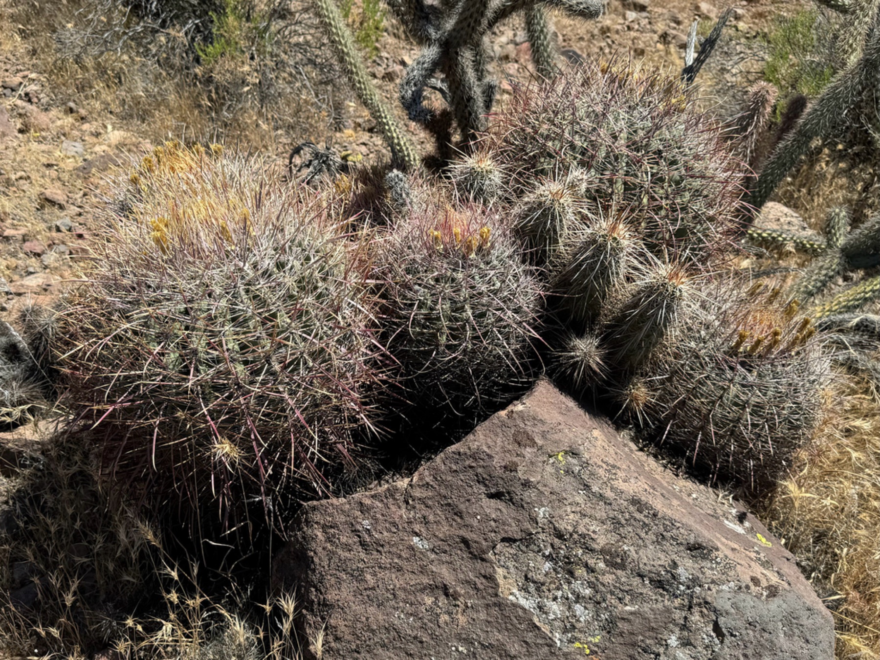 California Barrel Cactus — photo 12