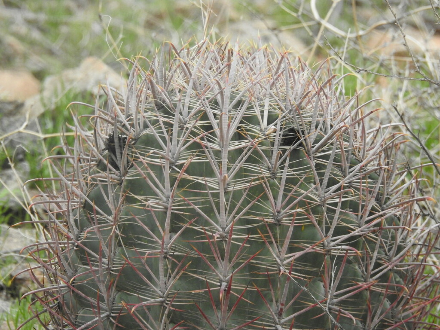 California Barrel Cactus — photo 13