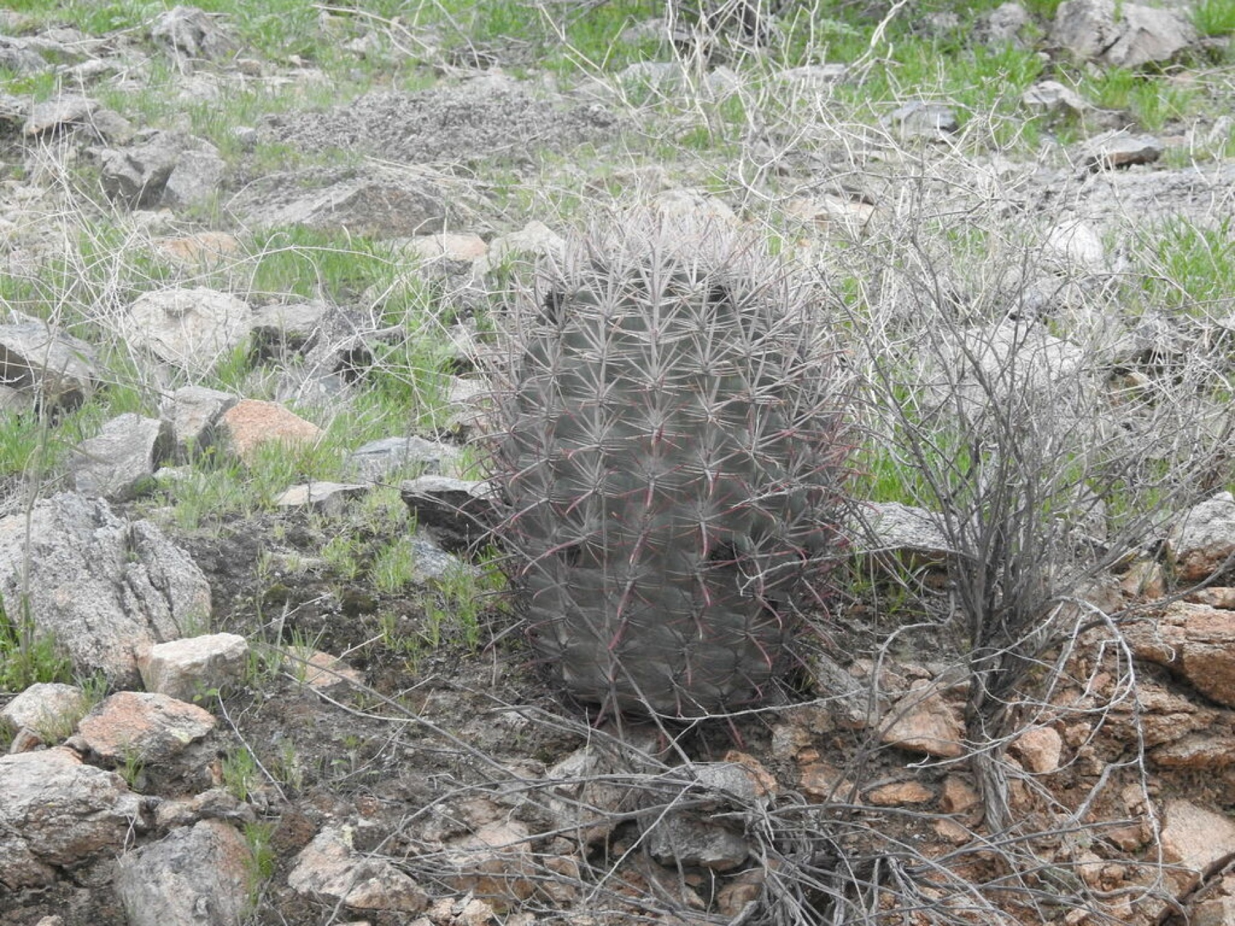 California Barrel Cactus — photo 14
