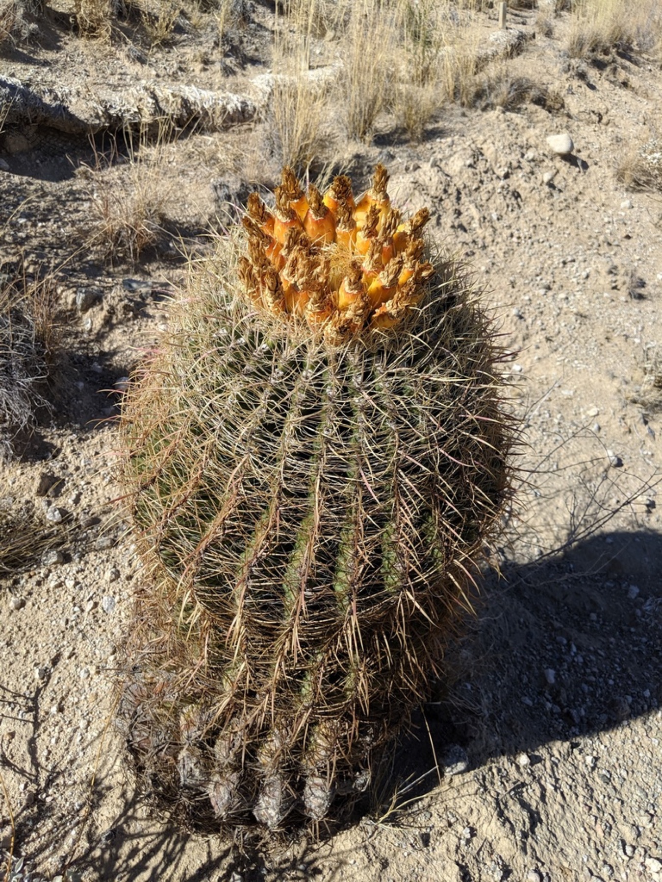 California Barrel Cactus — photo 15