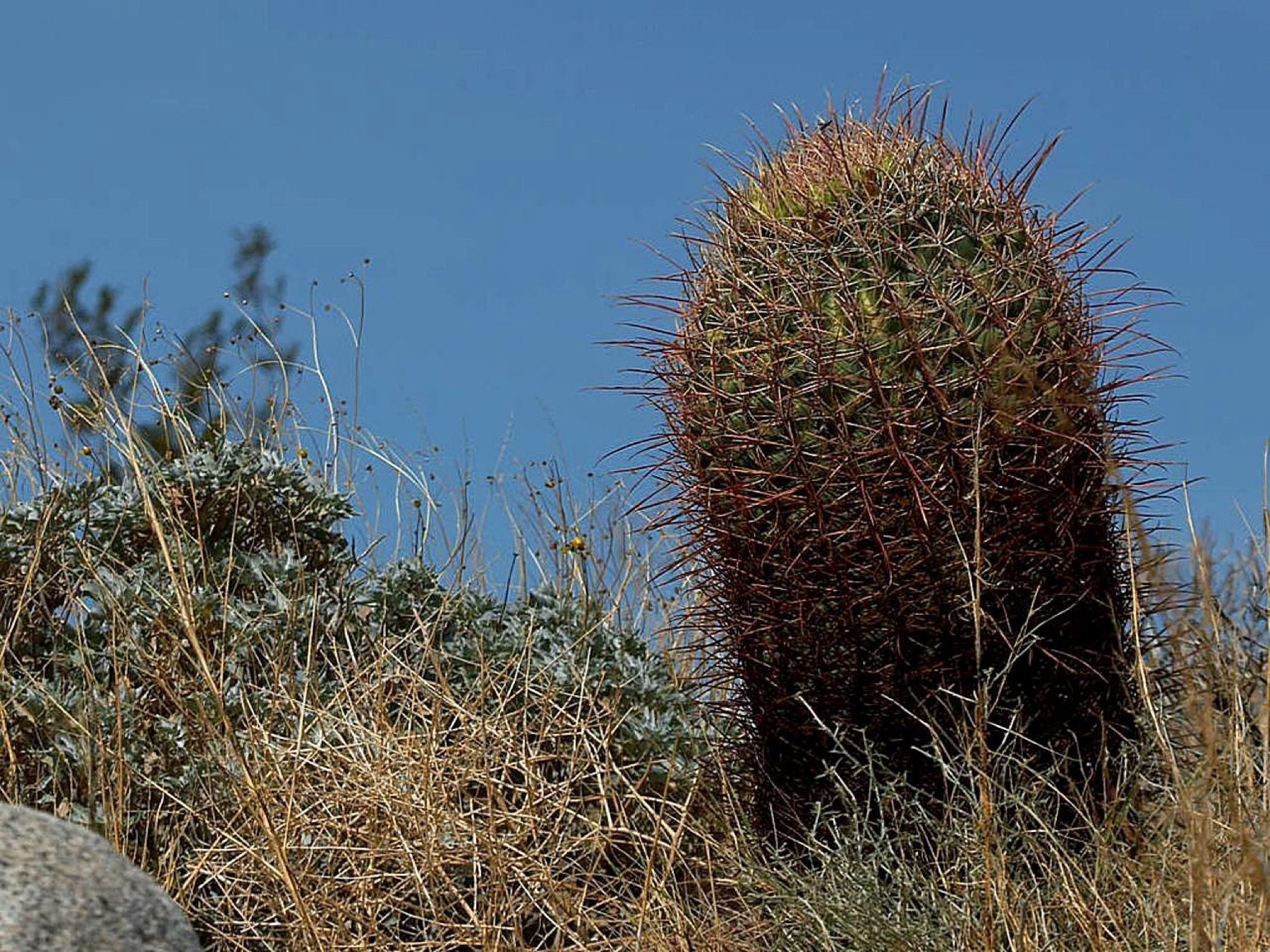 California Barrel Cactus — photo 16