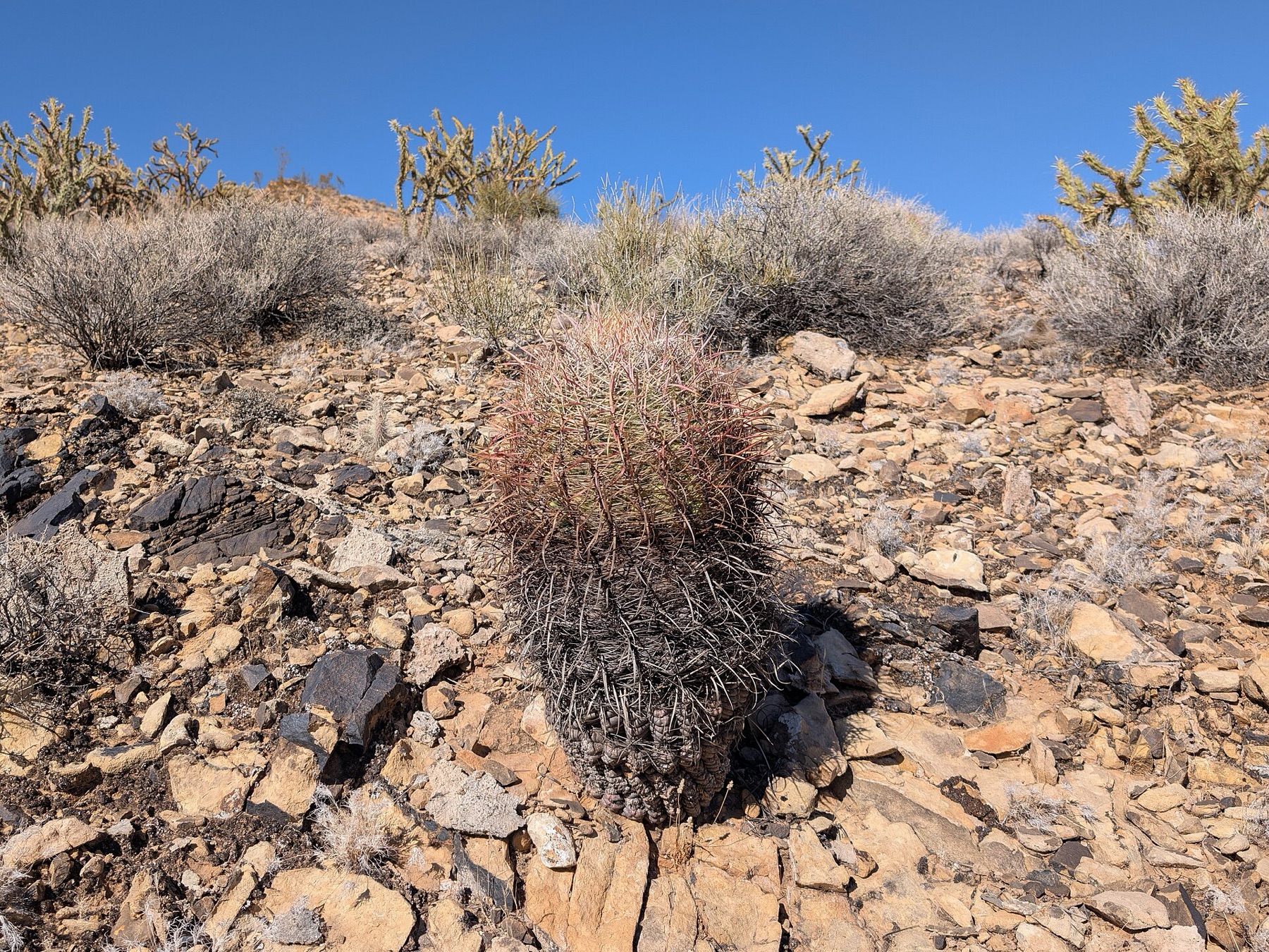 California Barrel Cactus — photo 17
