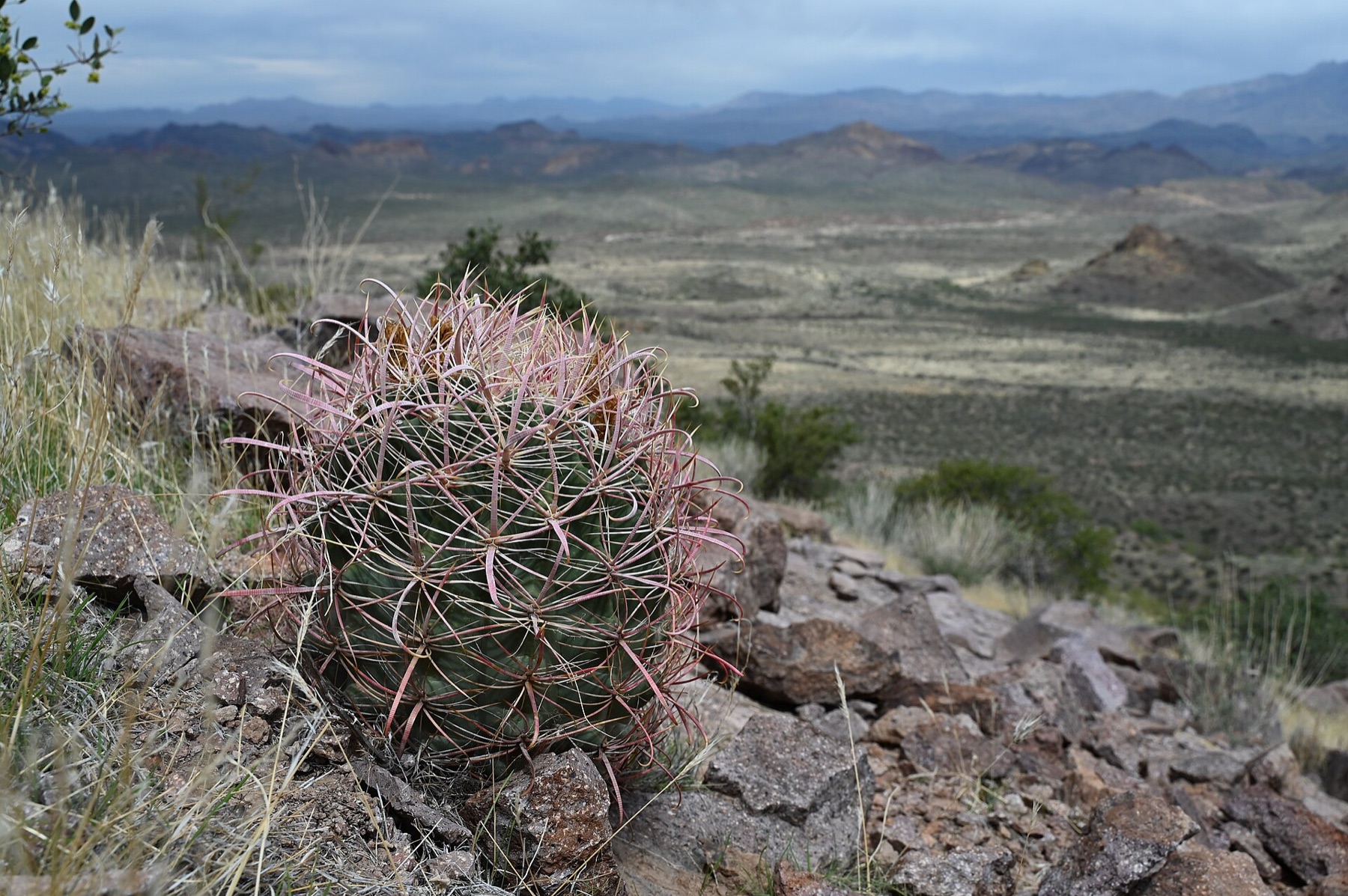 California Barrel Cactus — photo 18