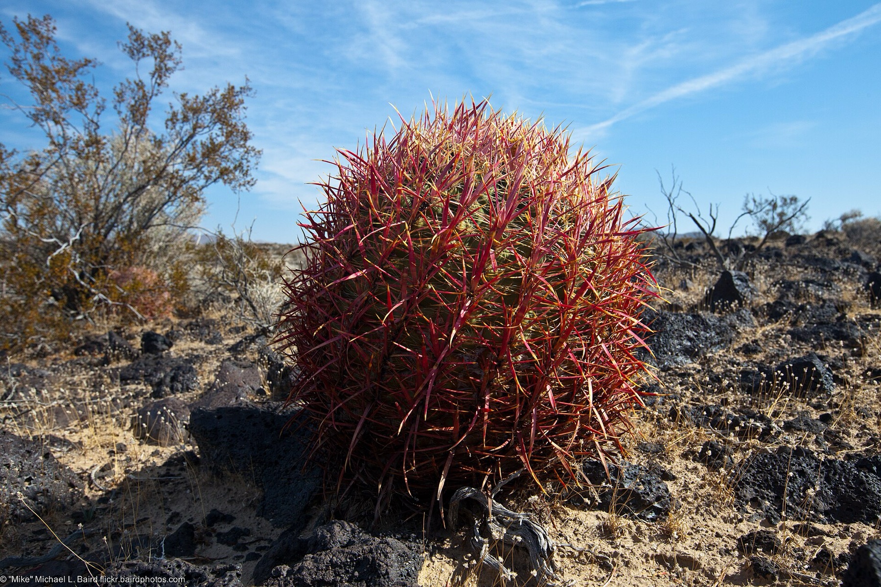California Barrel Cactus — photo 19