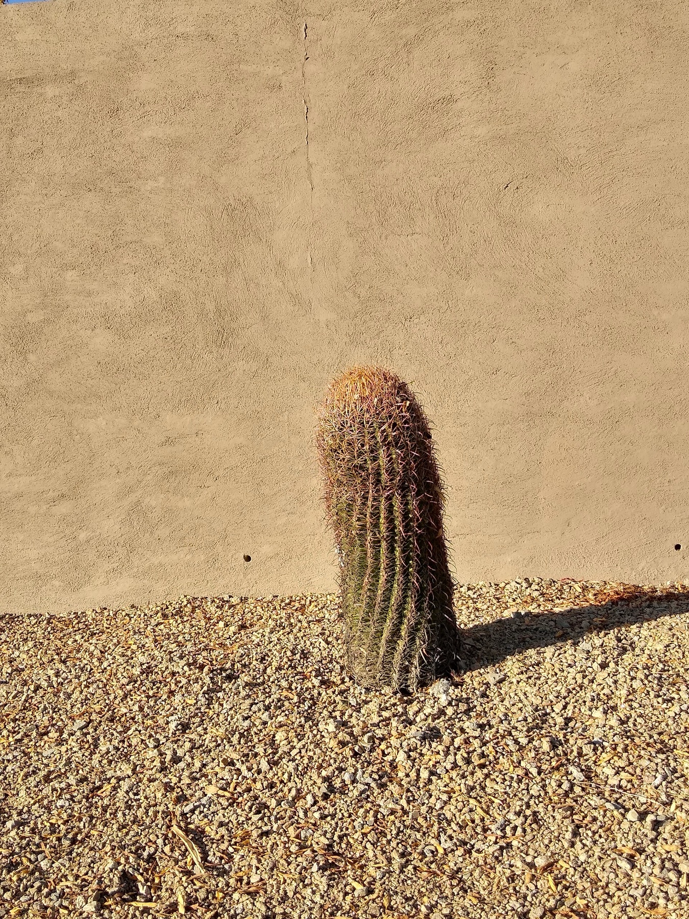 California Barrel Cactus — photo 20