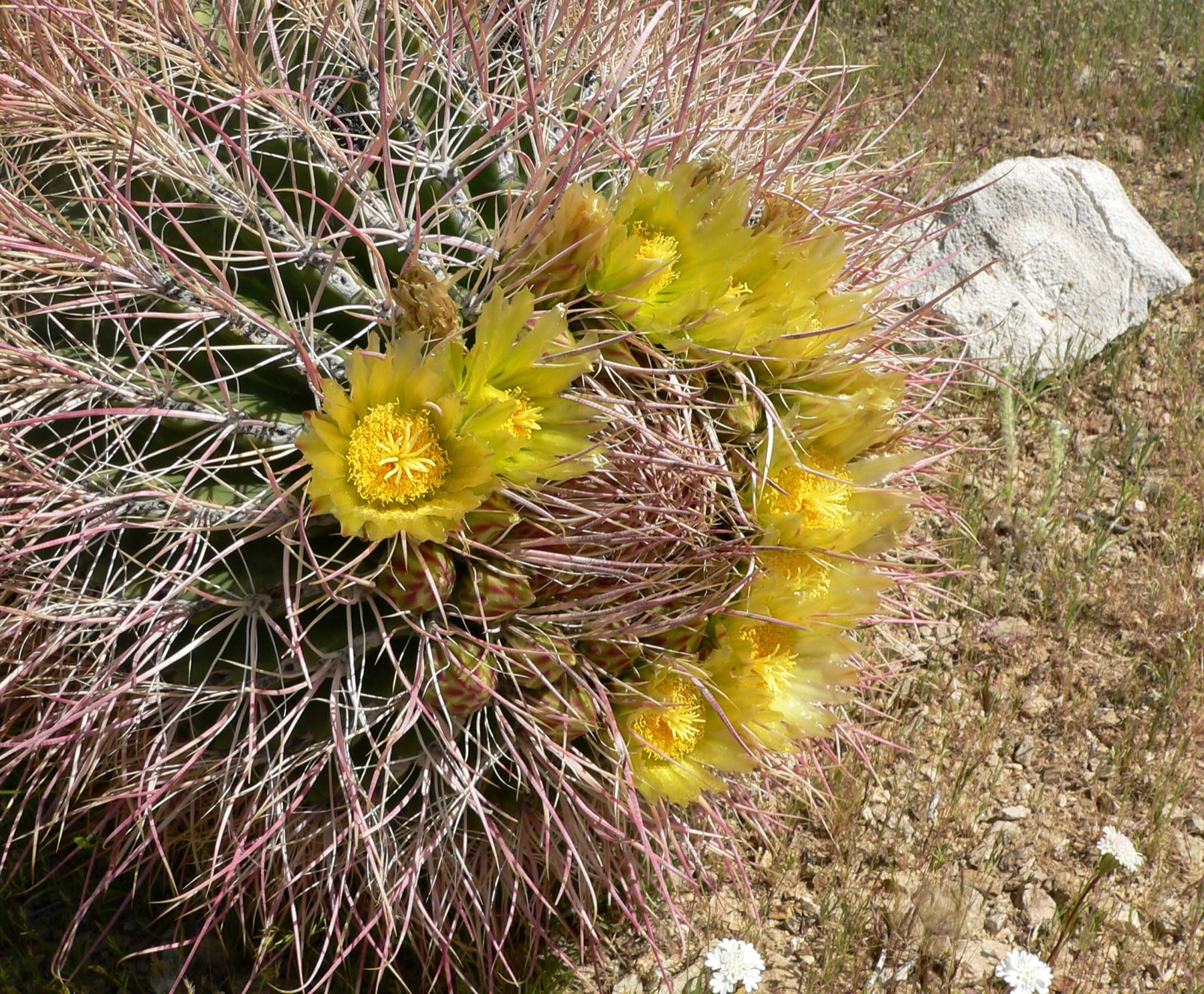 California Barrel Cactus — photo 21