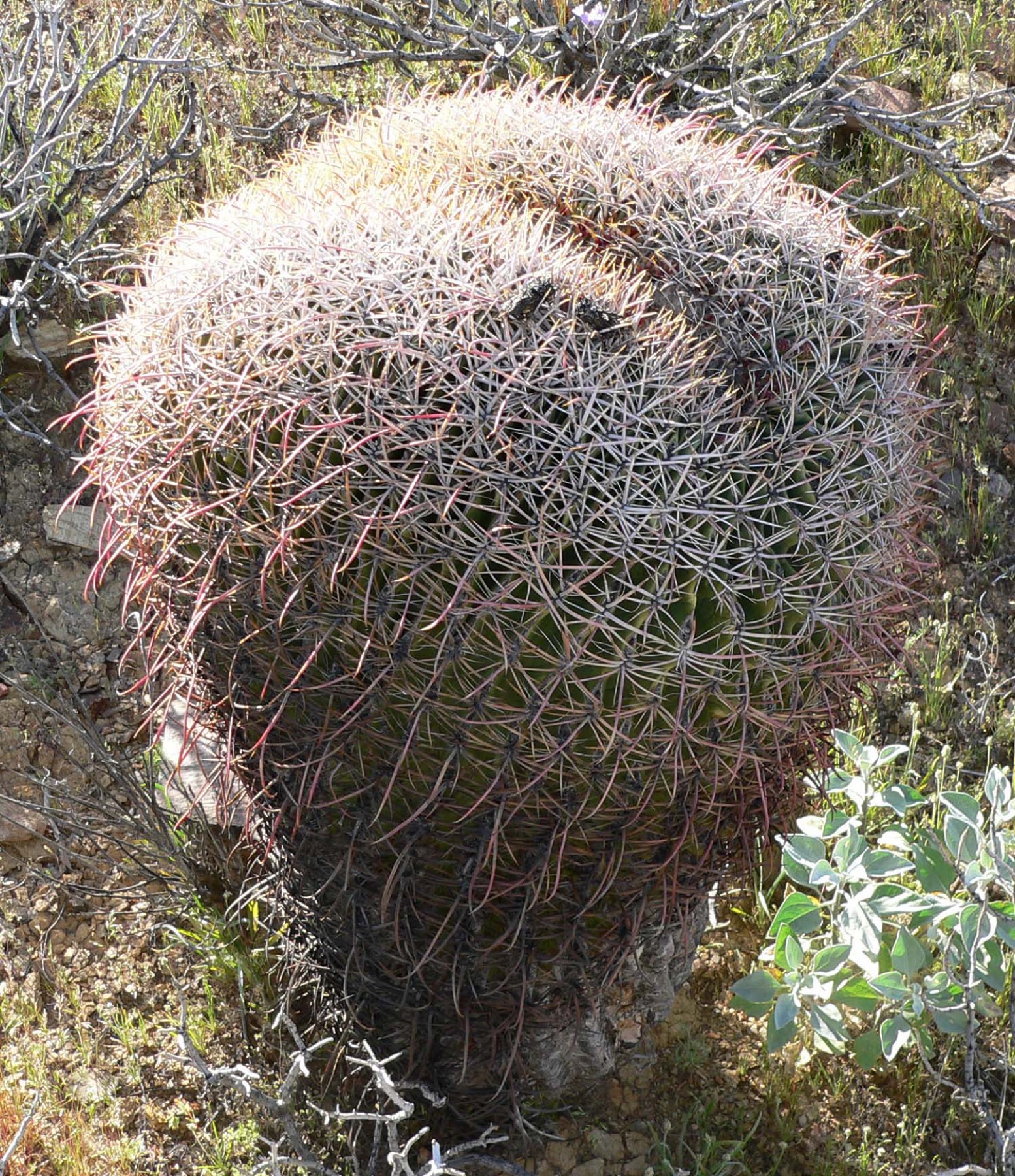 California Barrel Cactus — photo 22