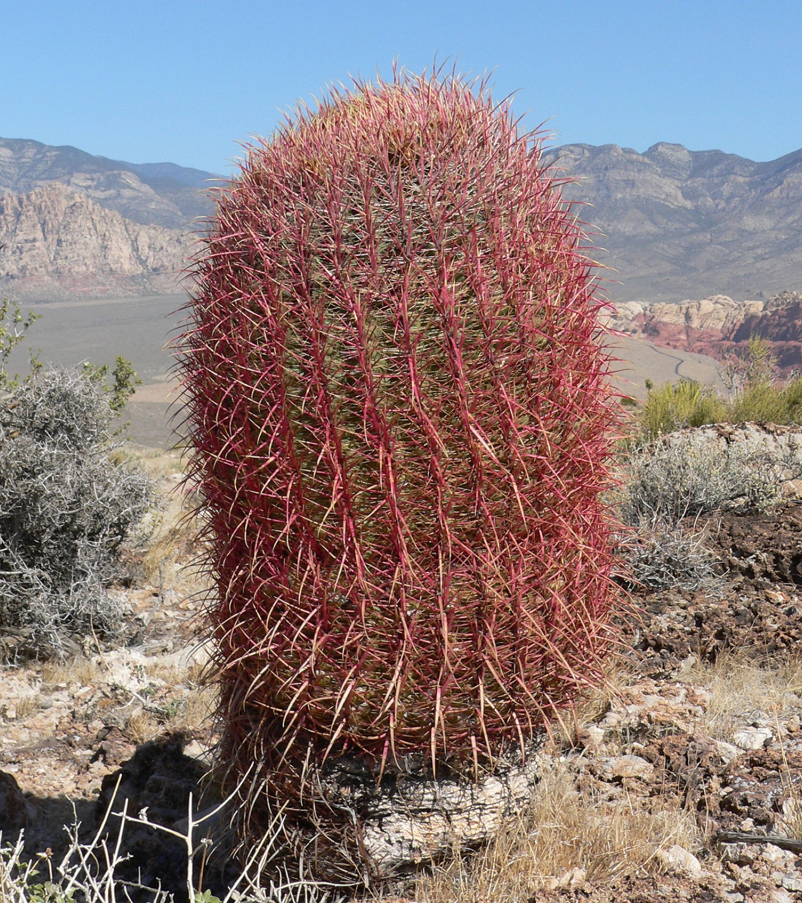 California Barrel Cactus — photo 23