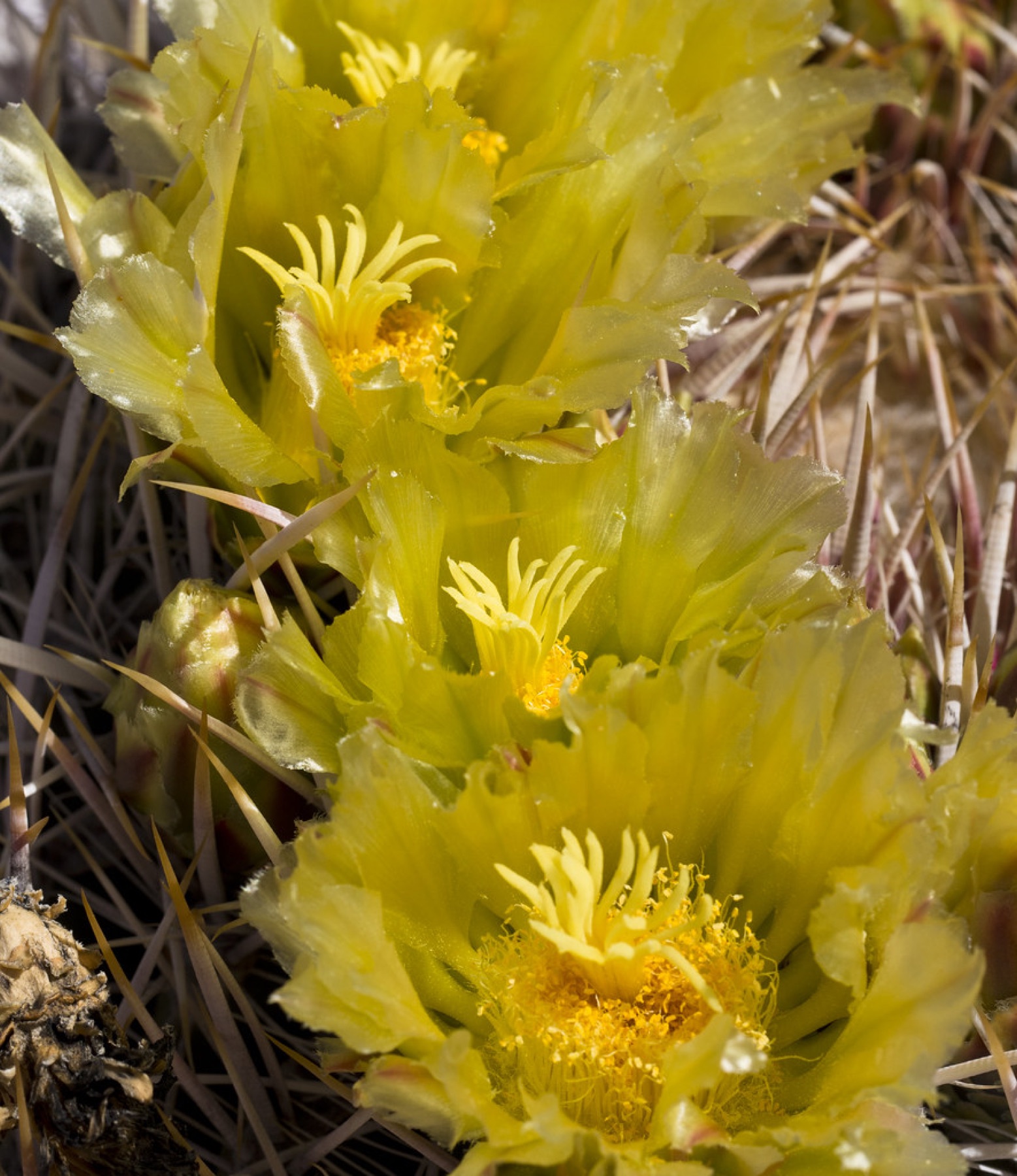 California Barrel Cactus — photo 24