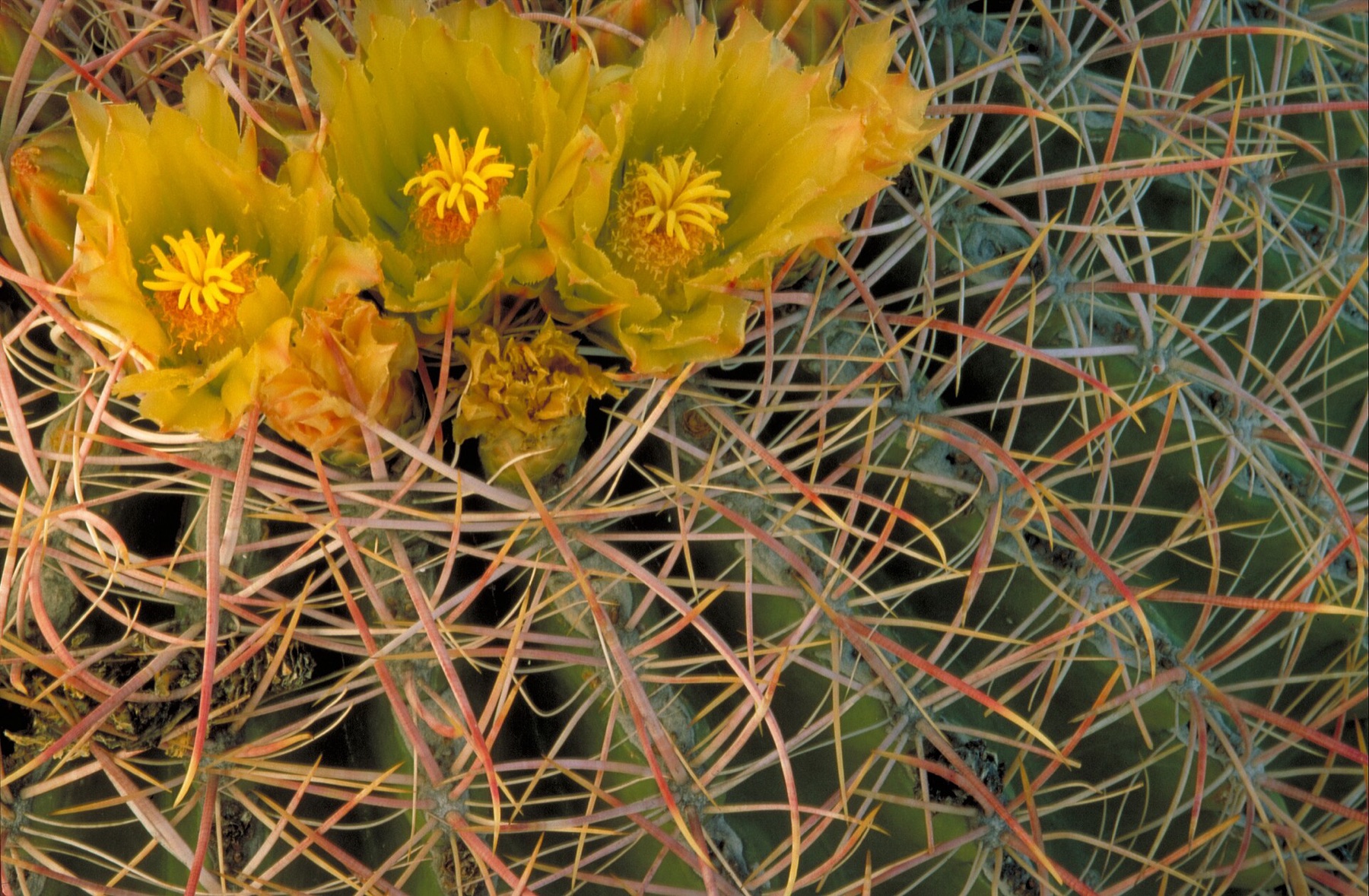 California Barrel Cactus
