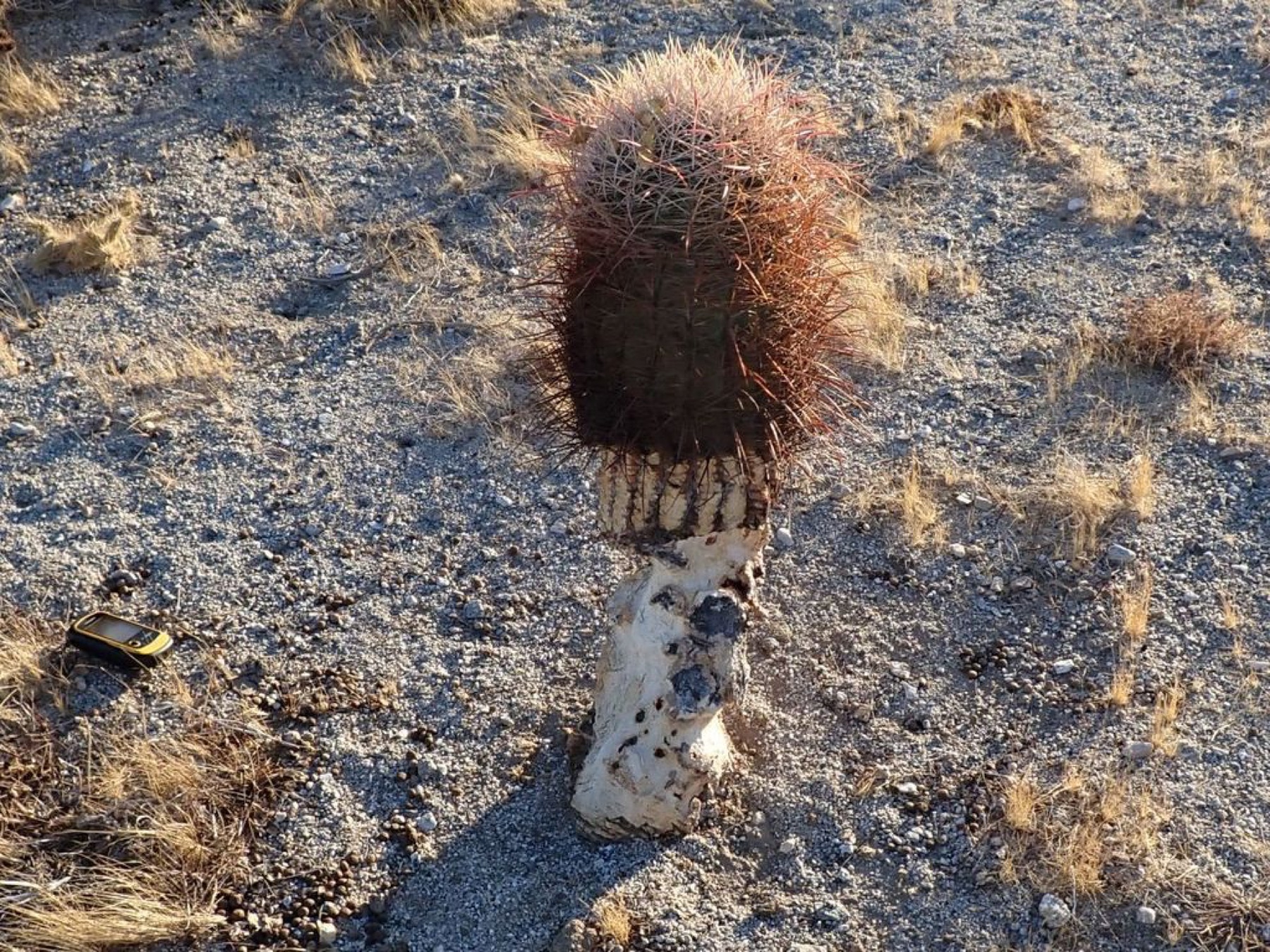 California Barrel Cactus — photo 2