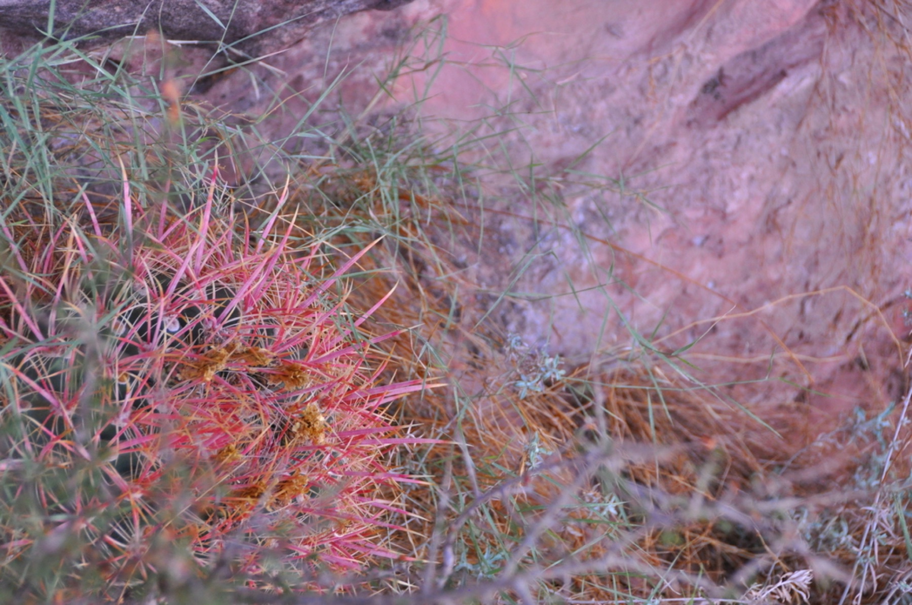 California Barrel Cactus — photo 3