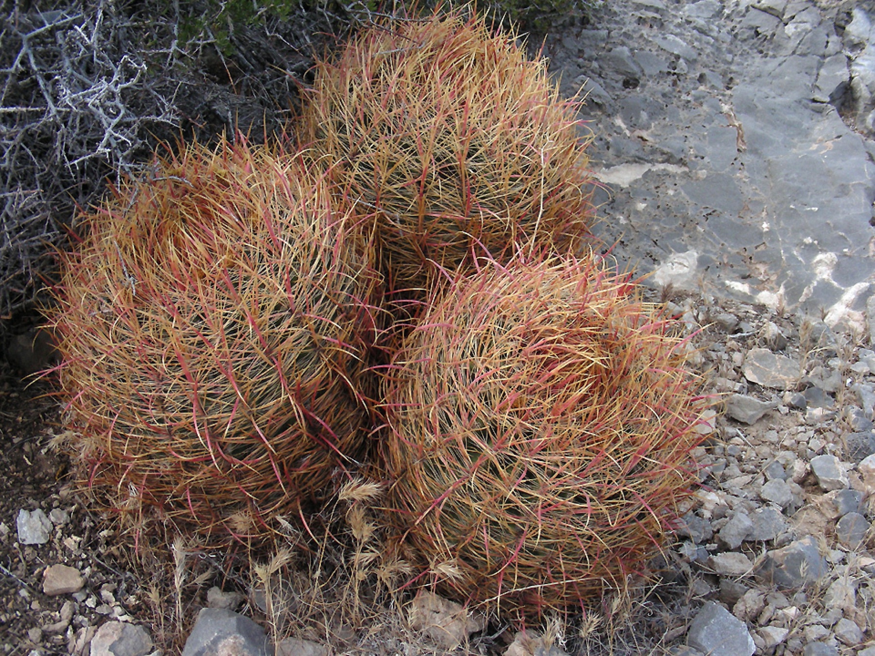 California Barrel Cactus — photo 4