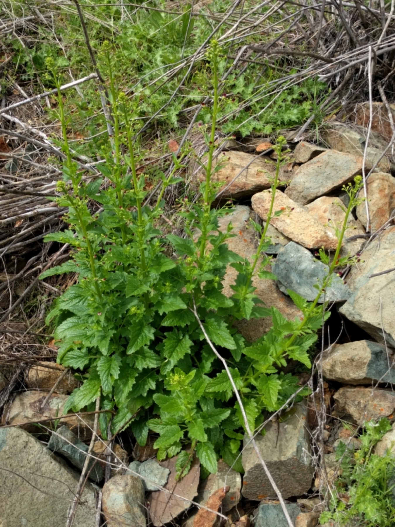 California Beeplant — photo 6
