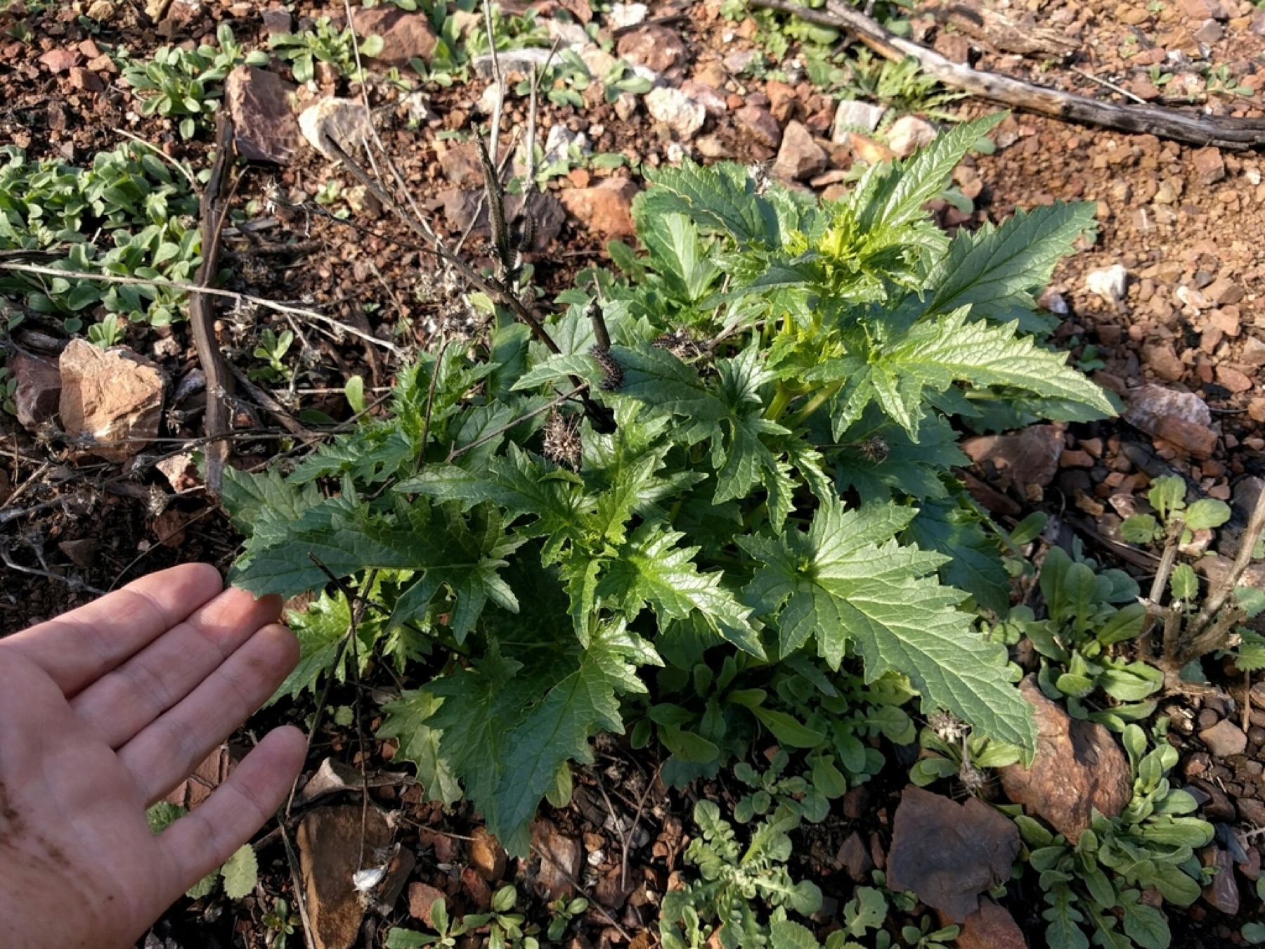 California Beeplant — photo 7