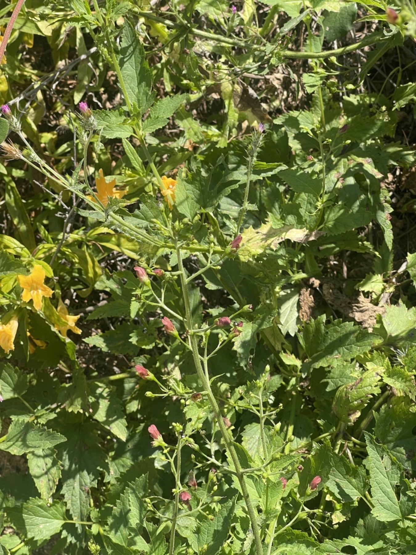California Beeplant — photo 8