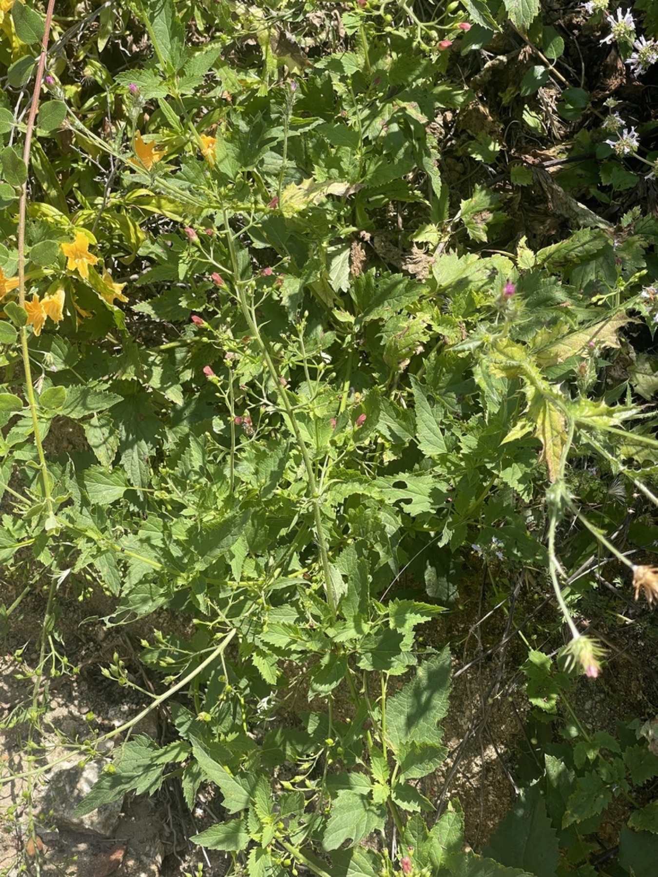 California Beeplant — photo 9
