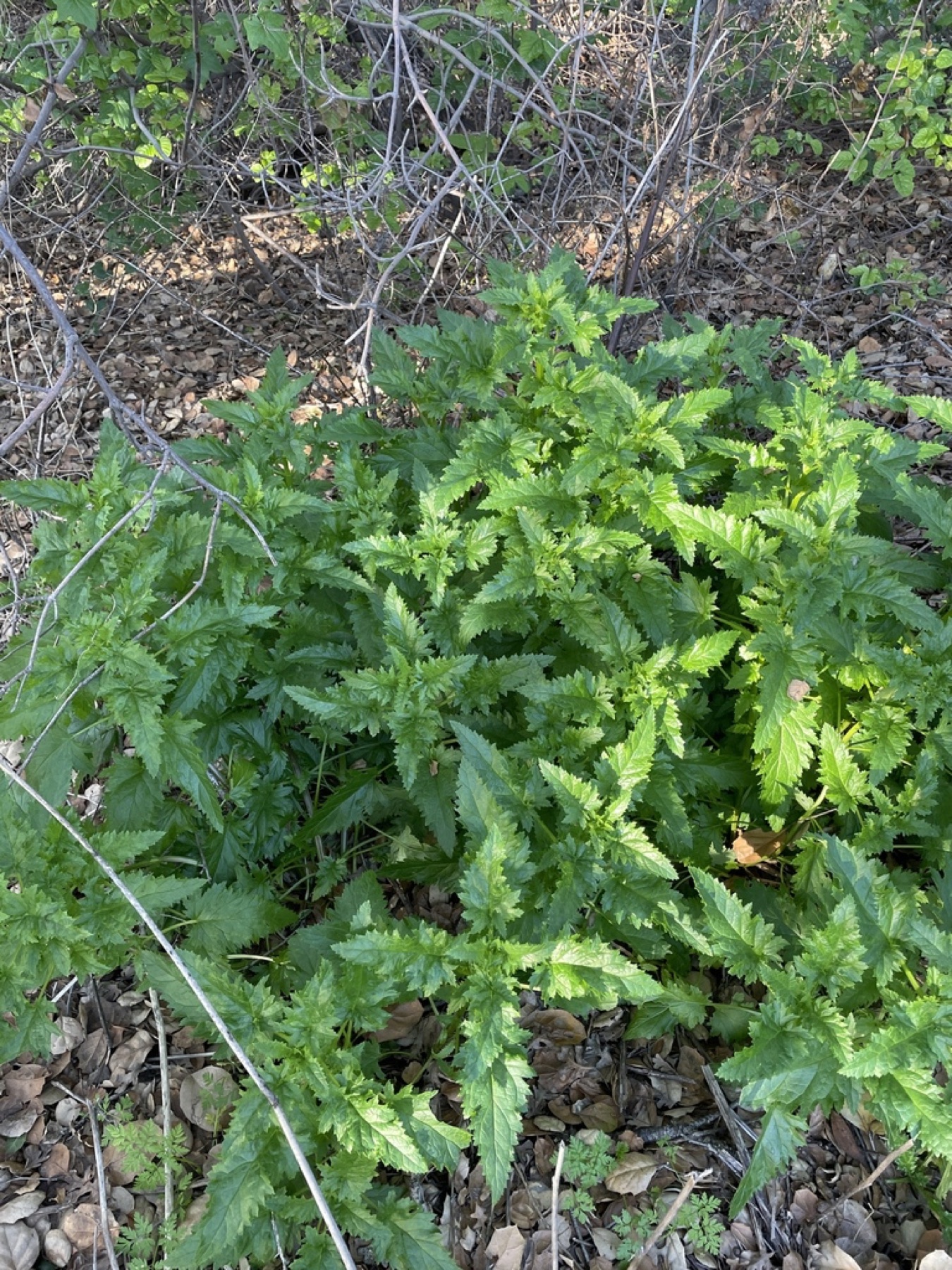 California Beeplant — photo 10