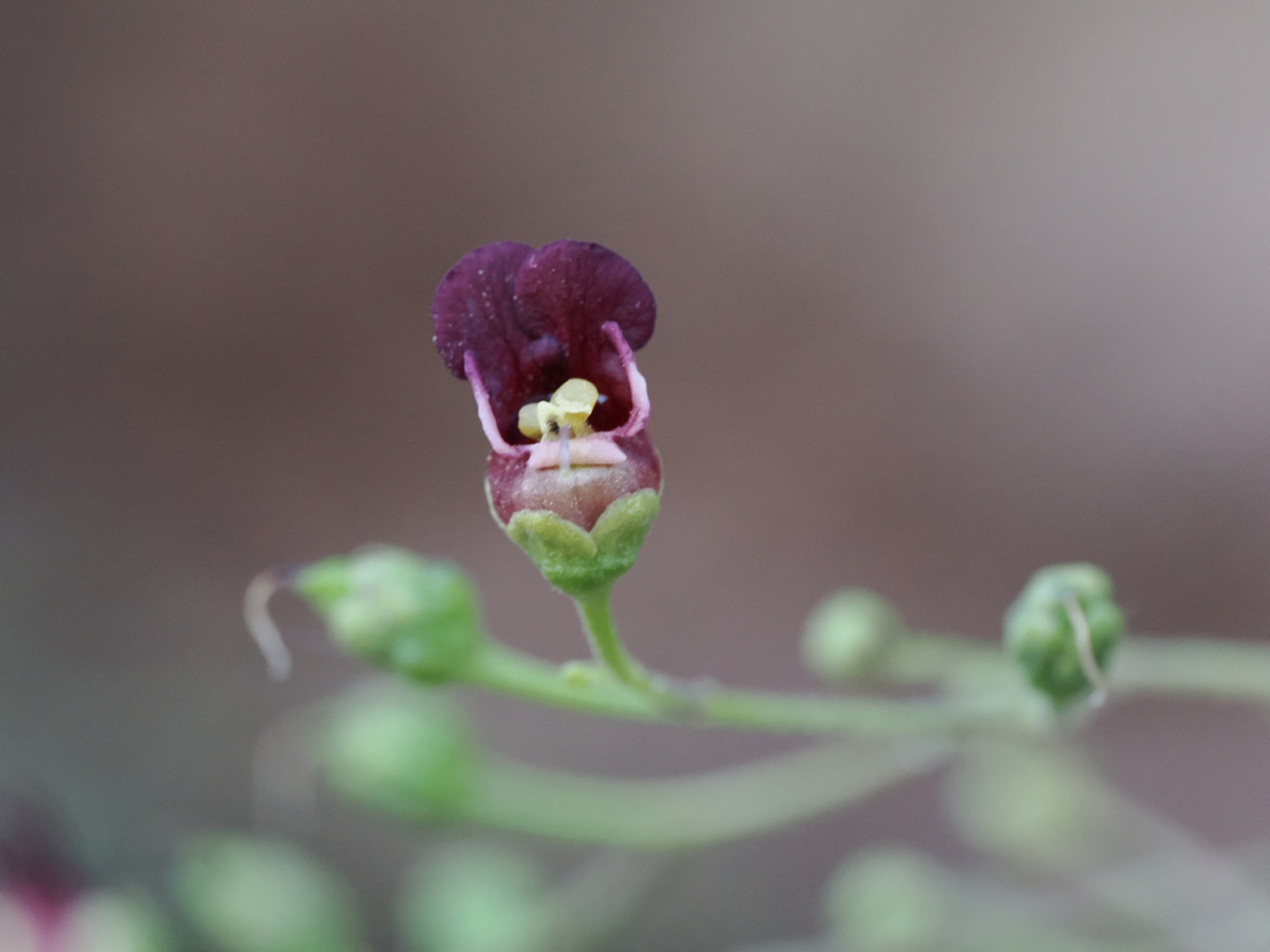 California Beeplant — photo 11