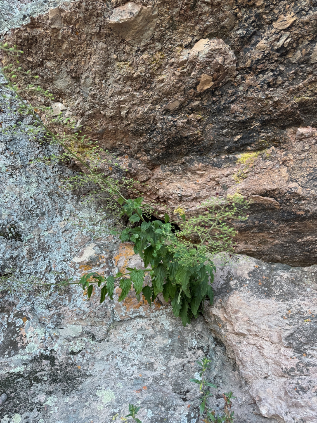 California Beeplant — photo 12