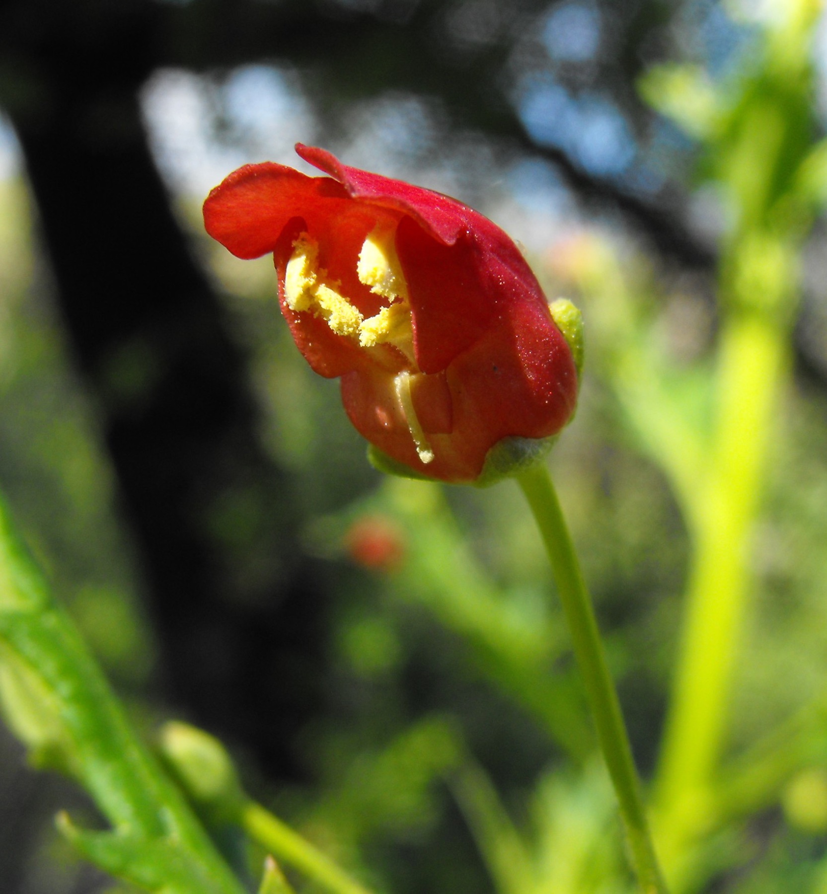 California Beeplant — photo 13