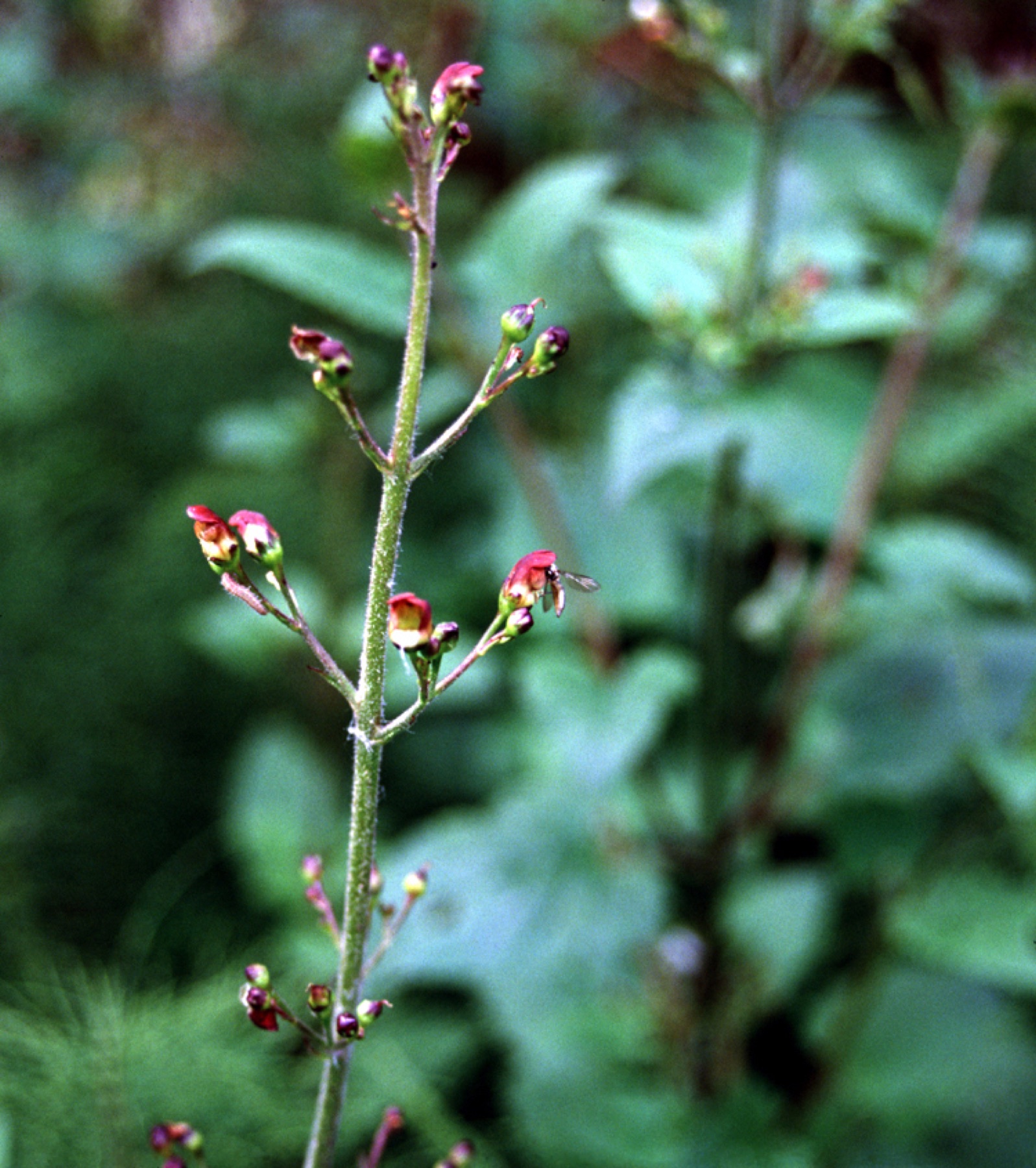 California Beeplant — photo 14