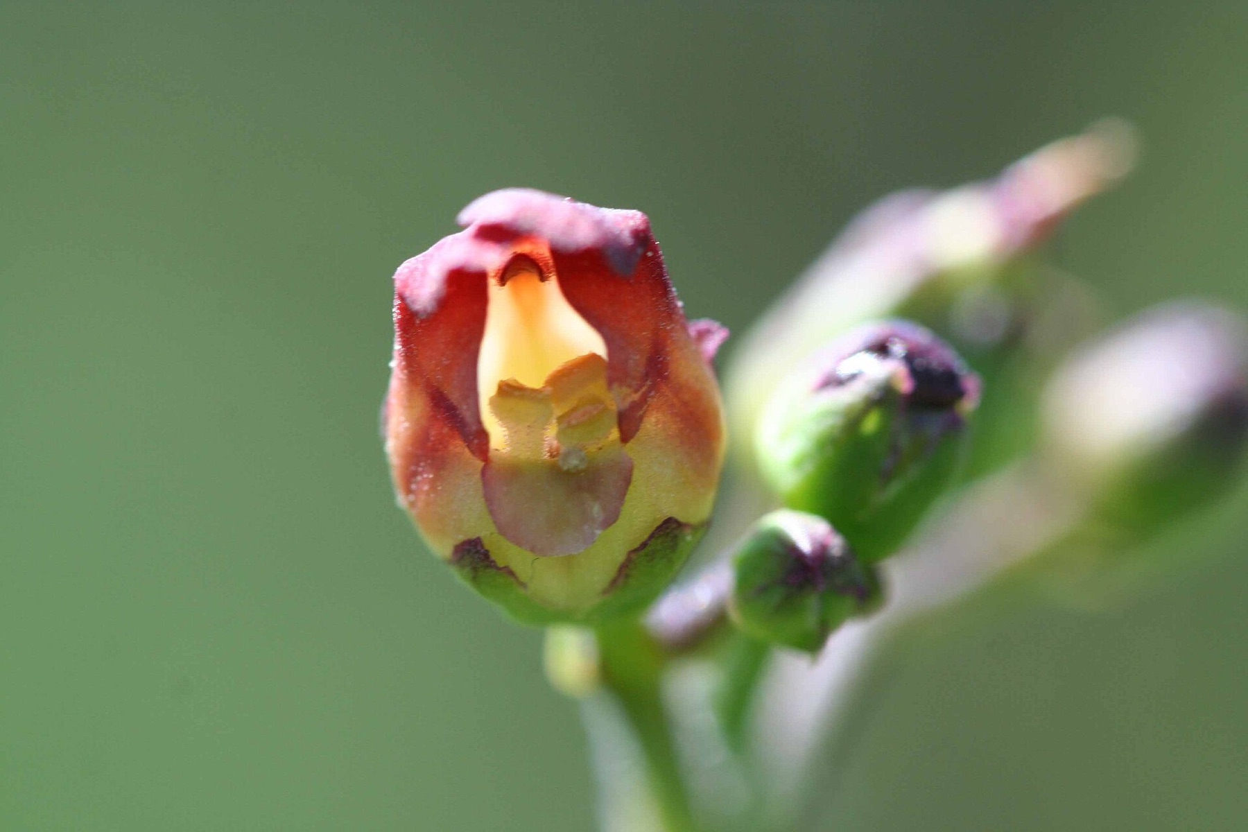 California Beeplant — photo 15