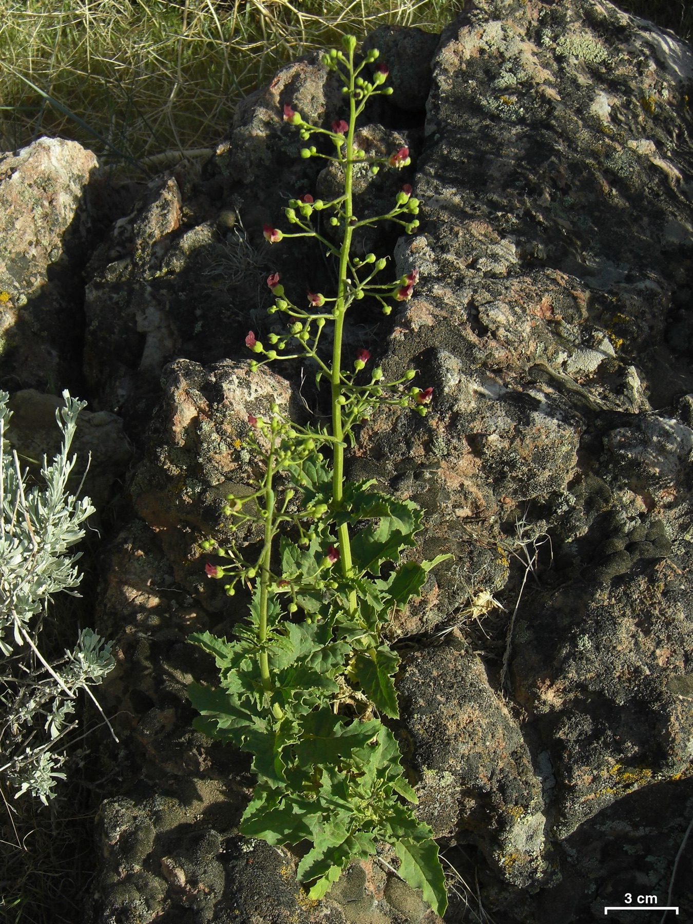 California Beeplant — photo 16