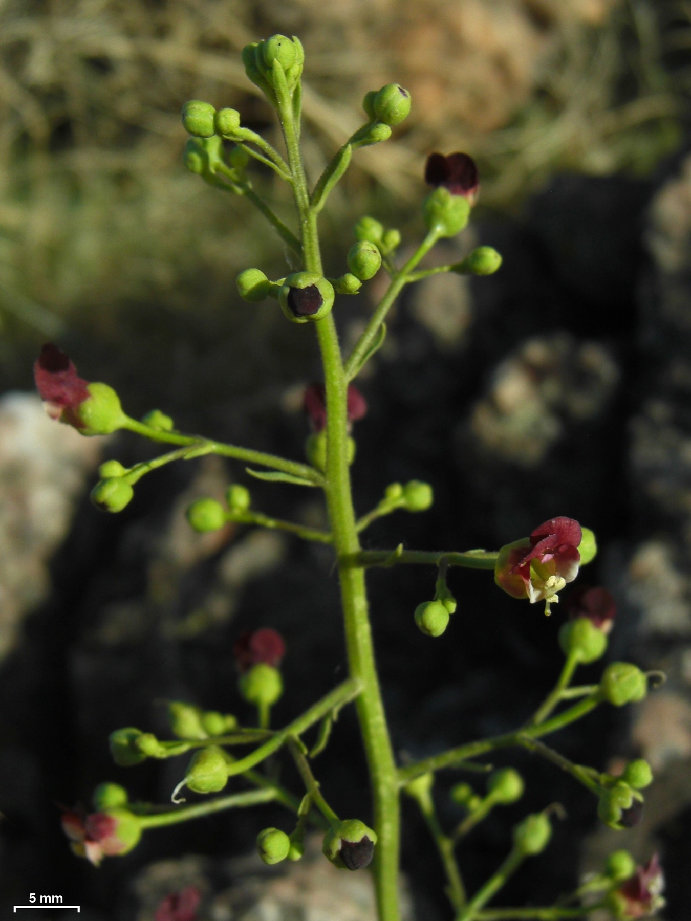California Beeplant — photo 17