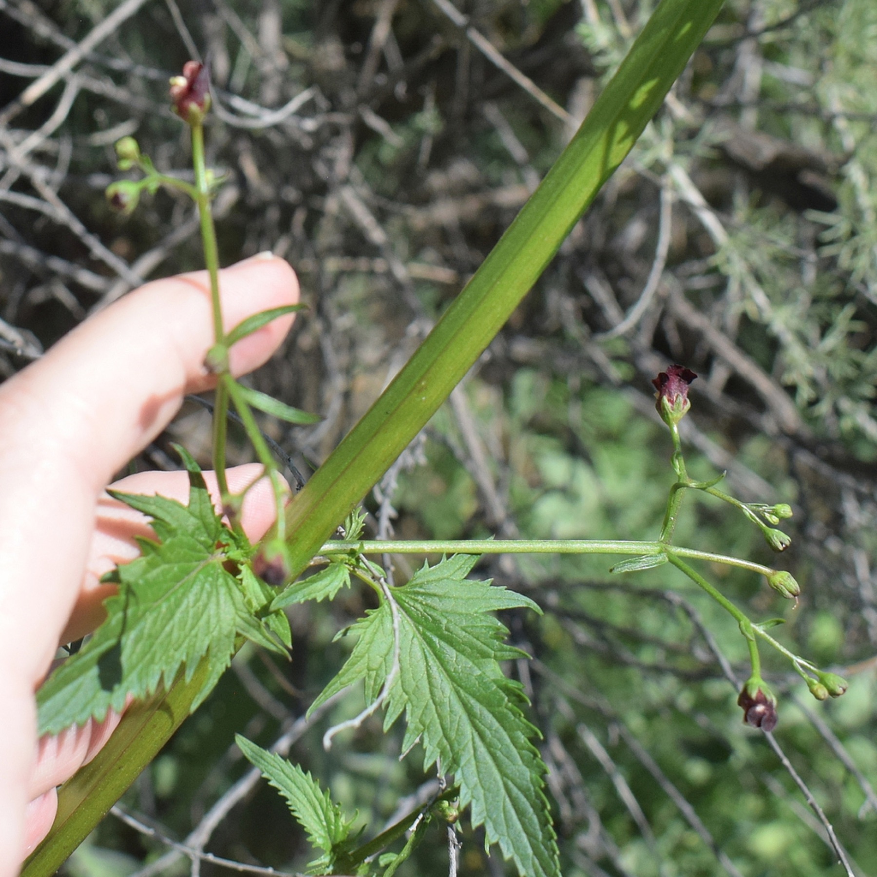 California Beeplant — photo 18