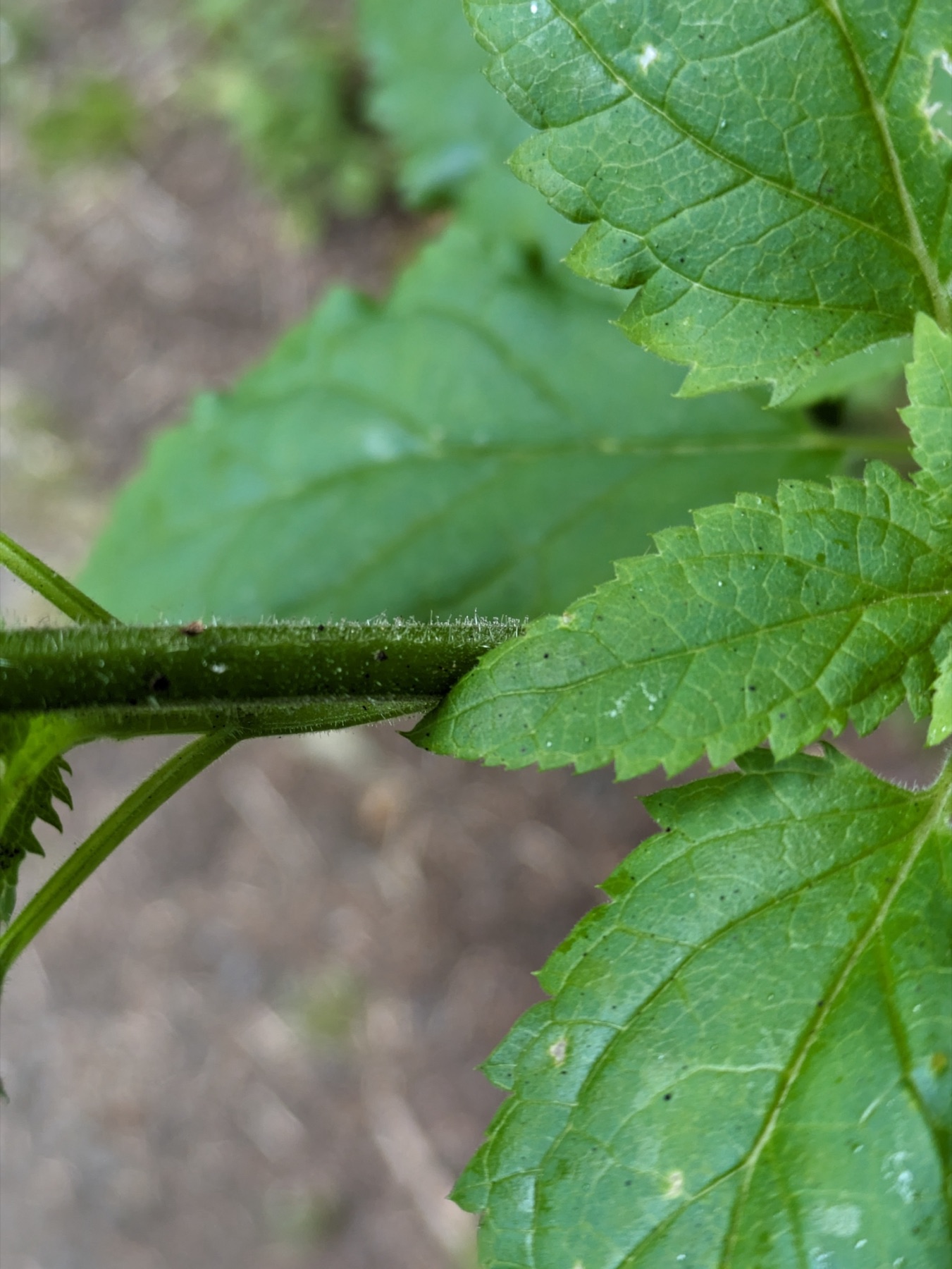 California Beeplant — photo 19